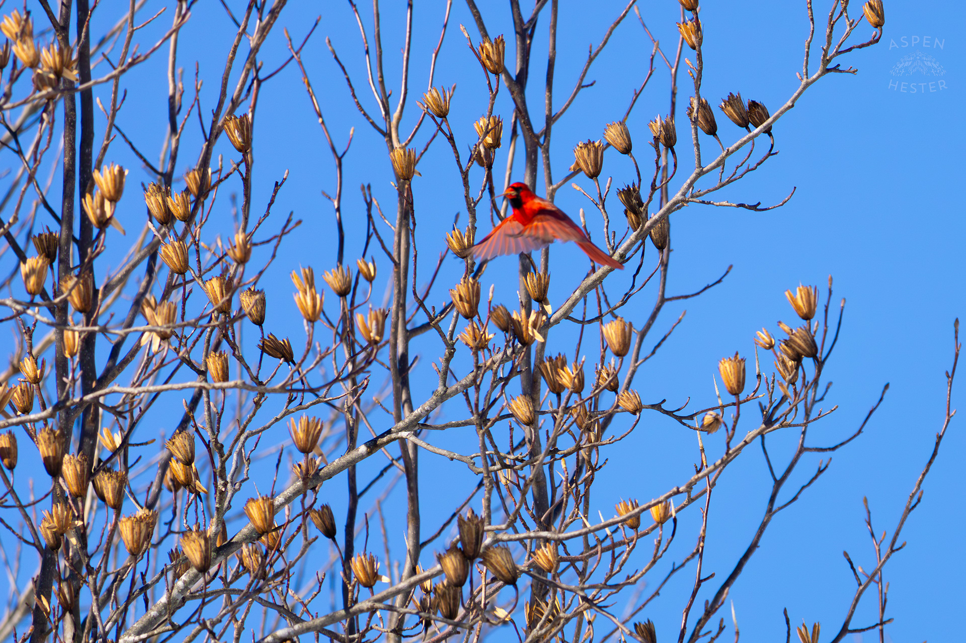  A Male Cardinal Flies From Branch to Branch in A Tulip Tree in my Snowy Backyard. January 13th, 2025/Aspen Hester