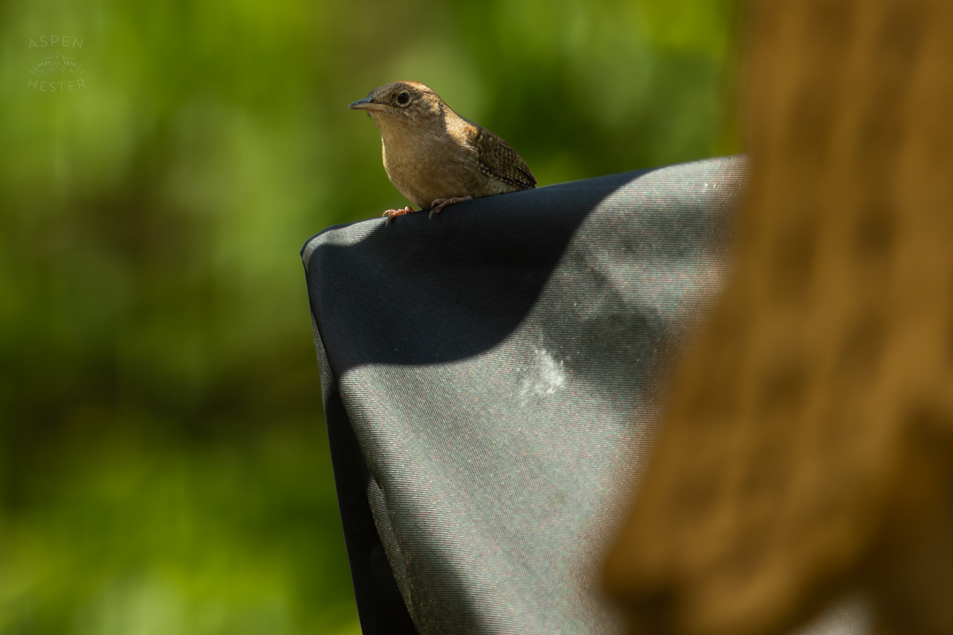 One of A Pair of Northern House Wrens Living in My Bird House. May 15th, 2025/Aspen Hester