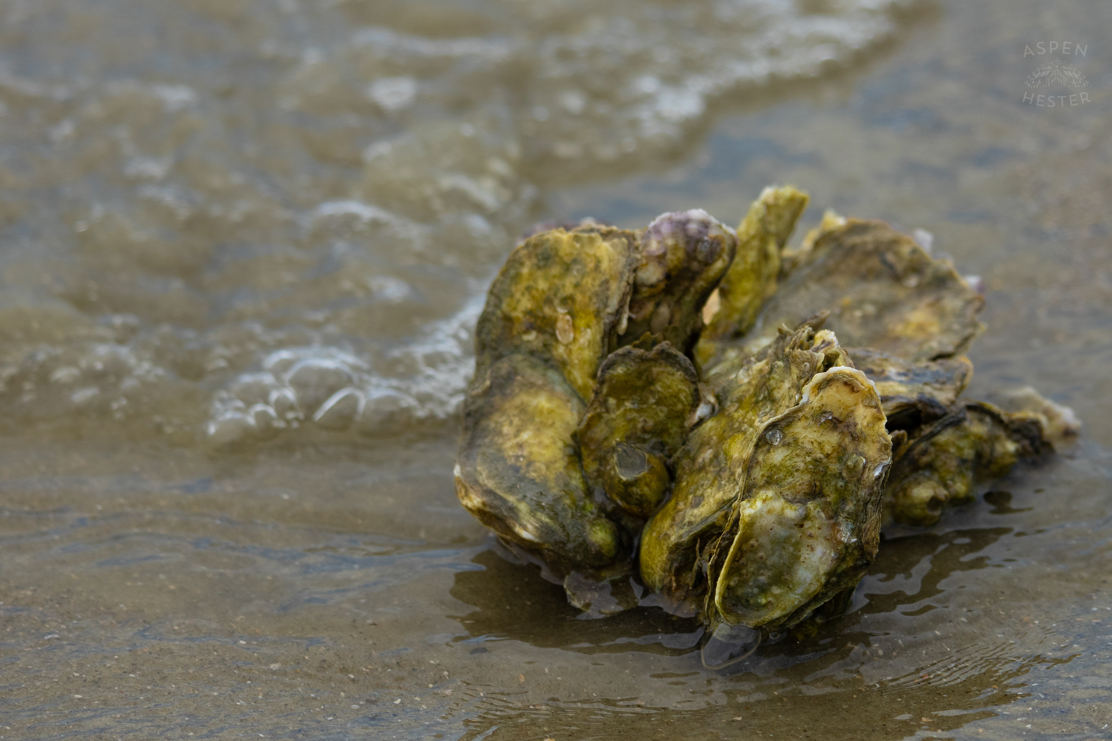 Oyster Cluster Washes Up On Tybee Island Georgia. June 24th, 2024/Aspen Hester