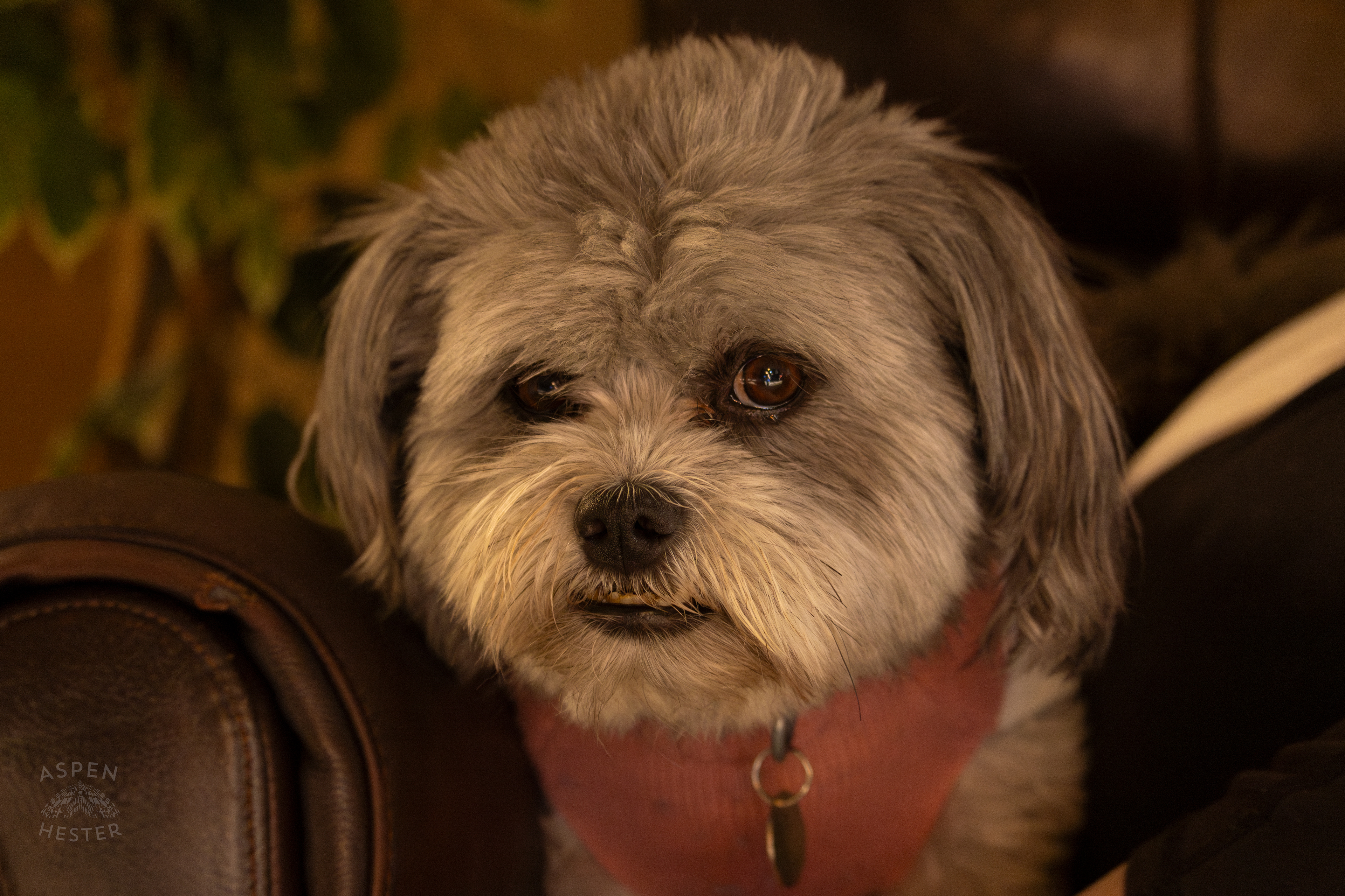 My Girl Mabel. November 11th, 2024/Aspen Hester