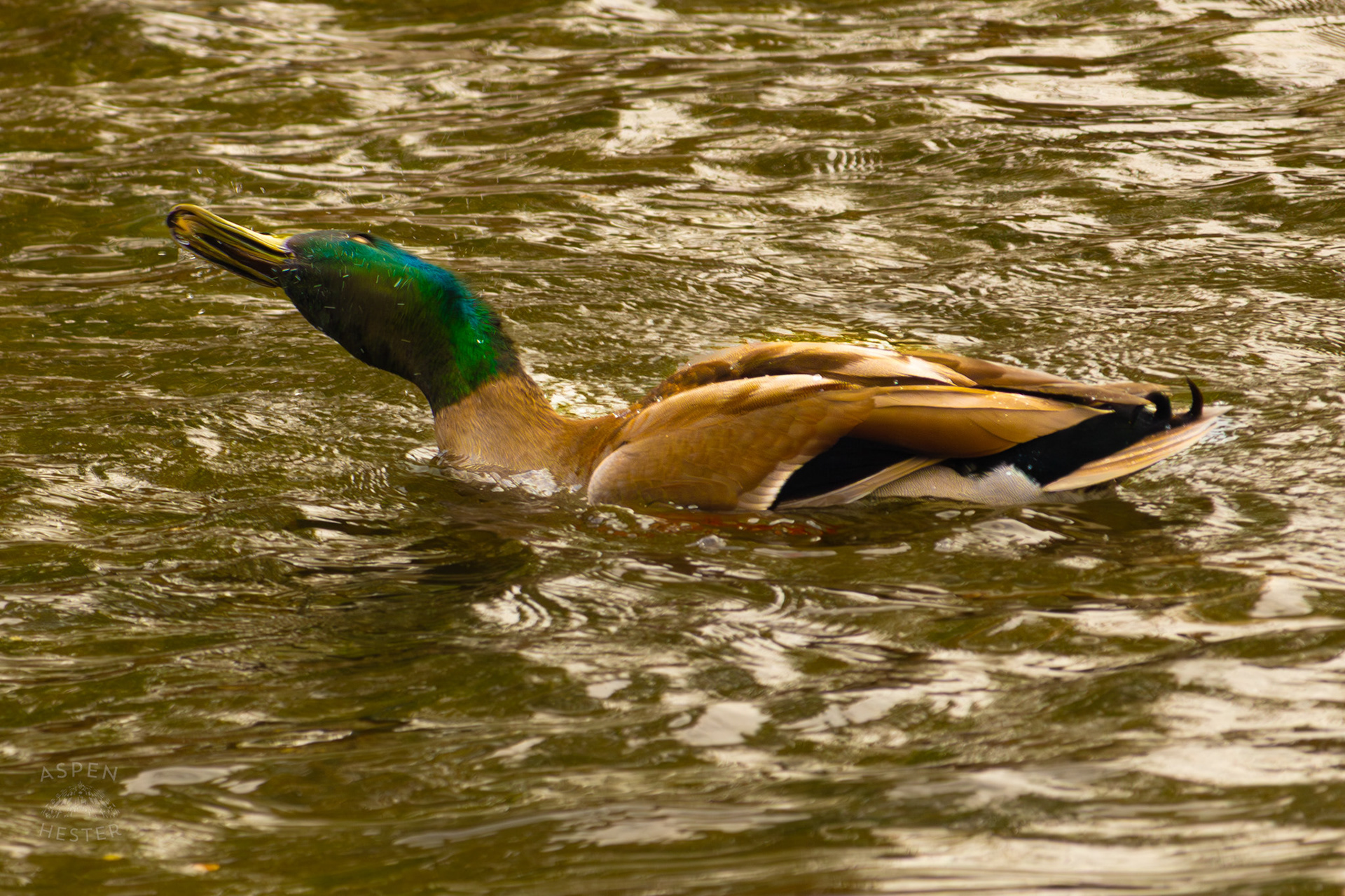 A Male Mallard Shakes Off Water in Middle Fork Beargrass Creek Where It Runs Through Brown Park. April 14th, 2025/Aspen Hester