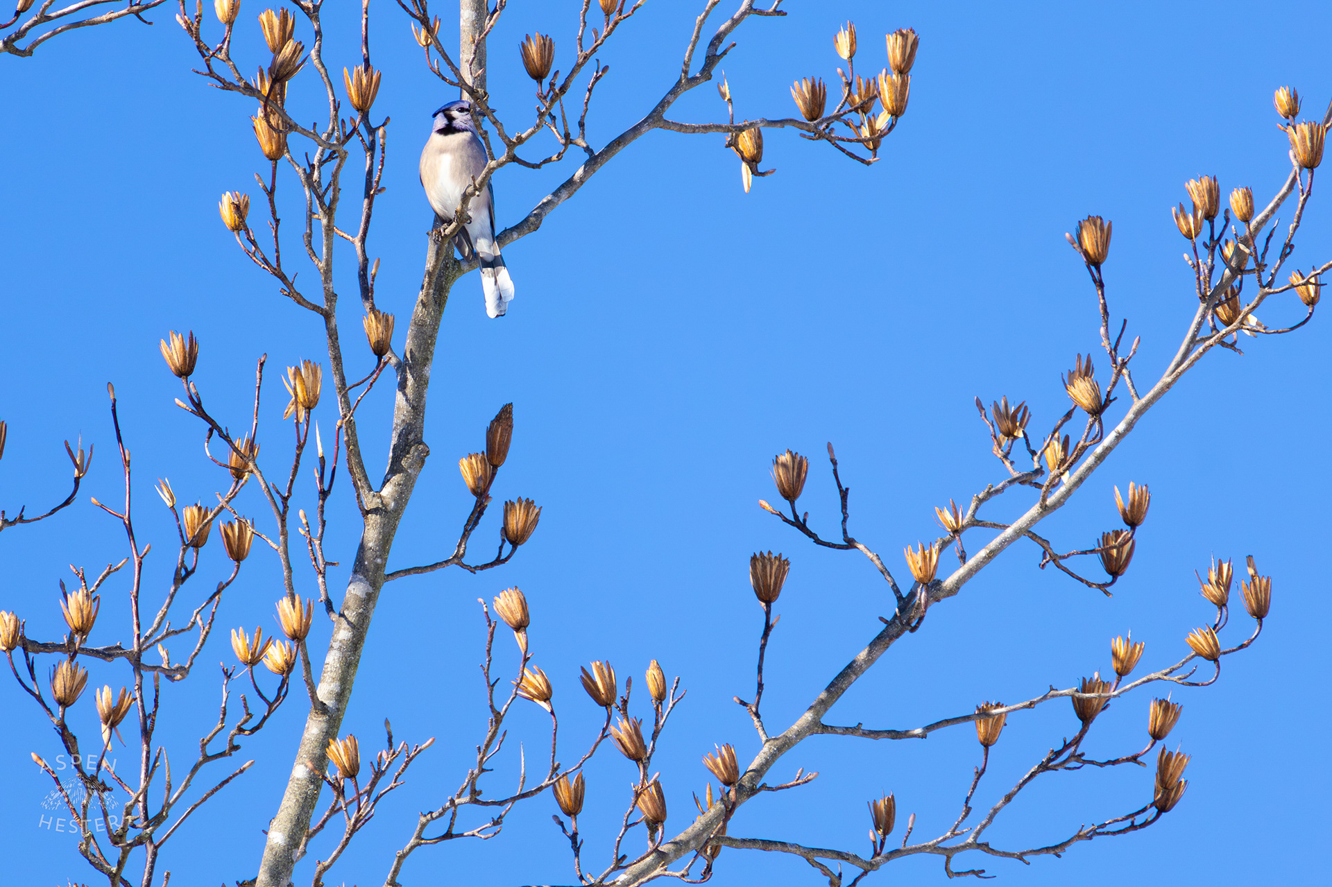 A Blue Jay Sits in A Tulip Tree in The Snowy Landscape of my Backyard. January 13th, 2025/Aspen Hester