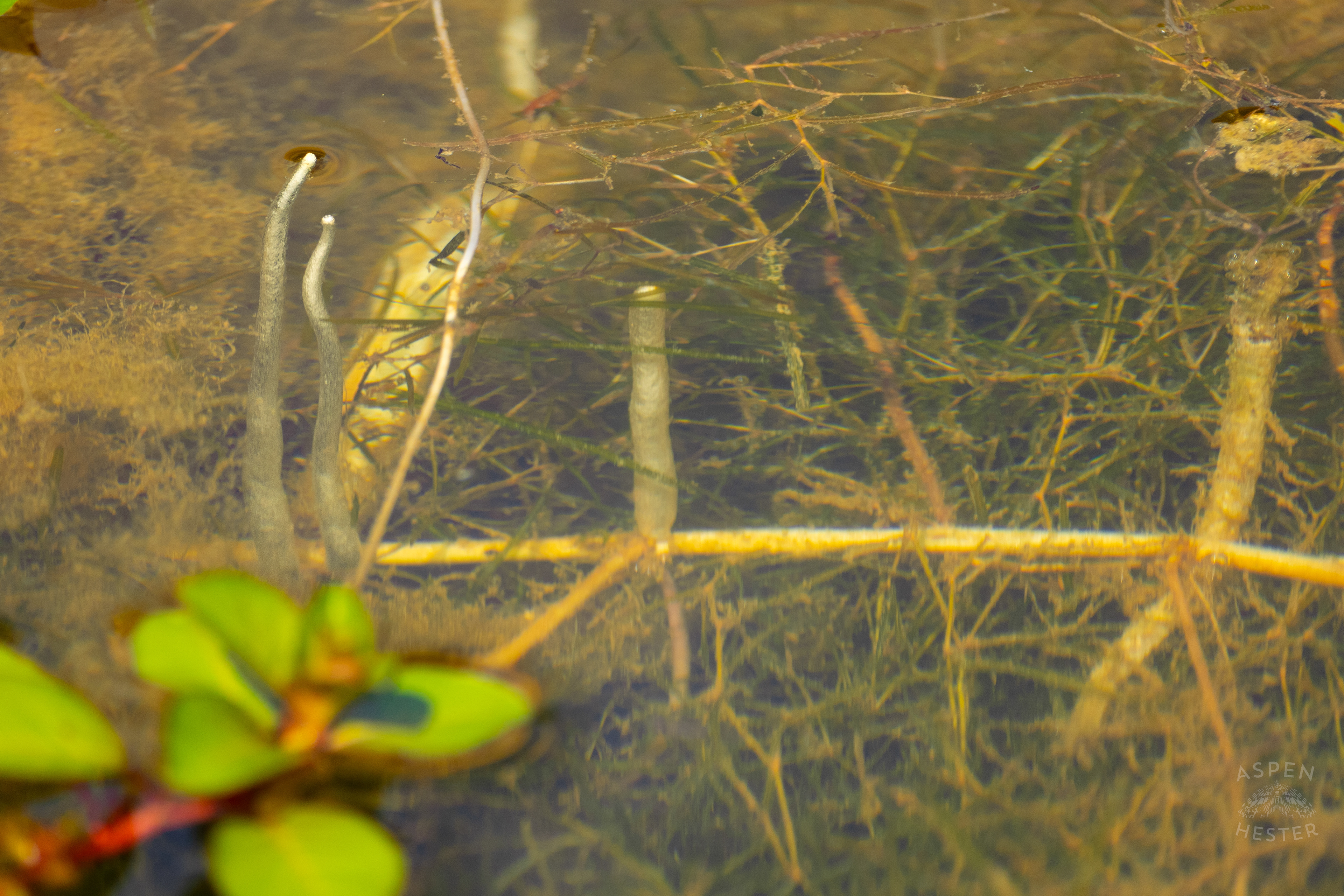 Whatever This is Under the Surface of The Chickasaw Park Pond. August 25th, 2024/Aspen Hester