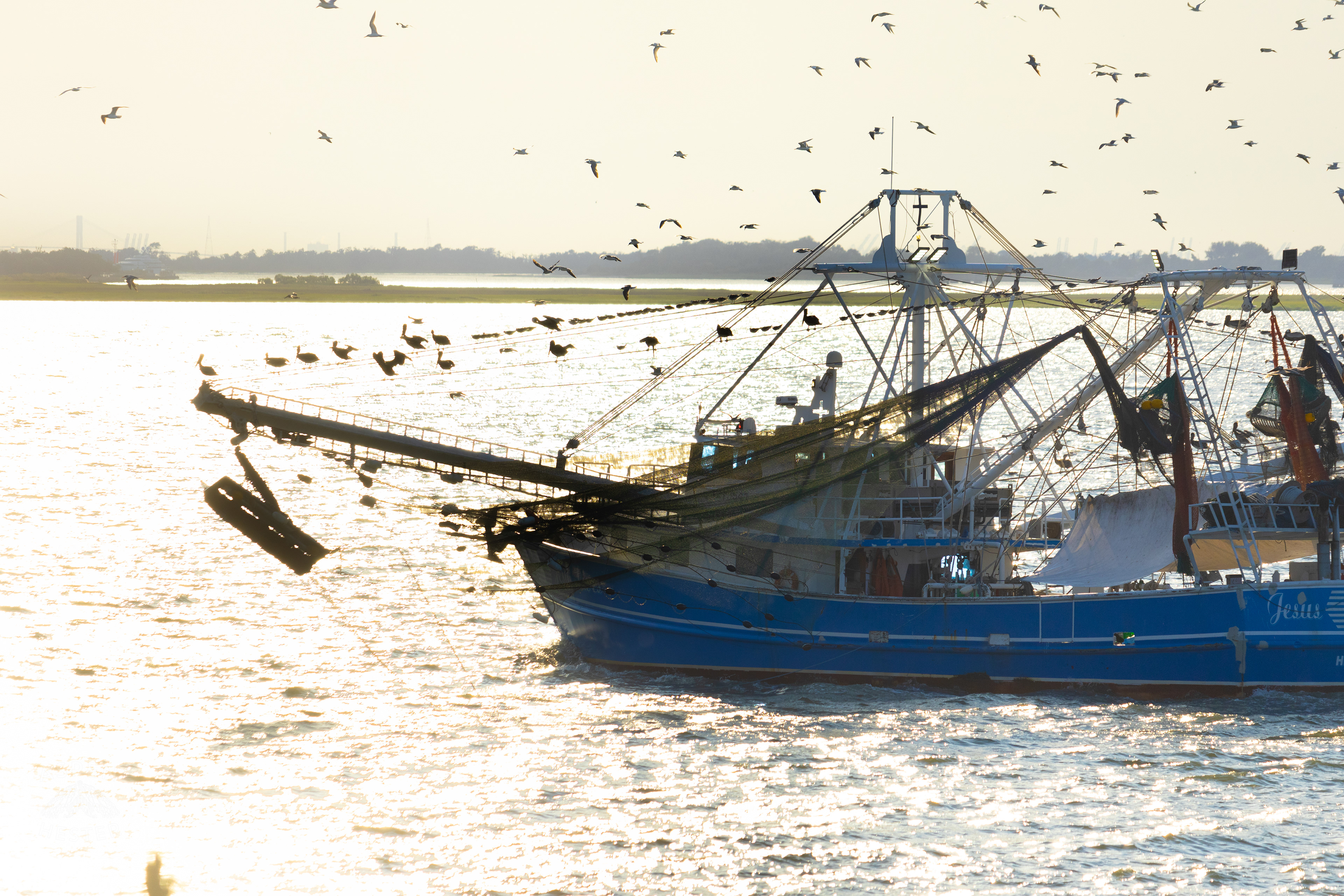 Birds Flock Around 'Jesus Lives' Off The Coast of Tybee Island Georgia. June 23rd, 2024/Aspen Hester