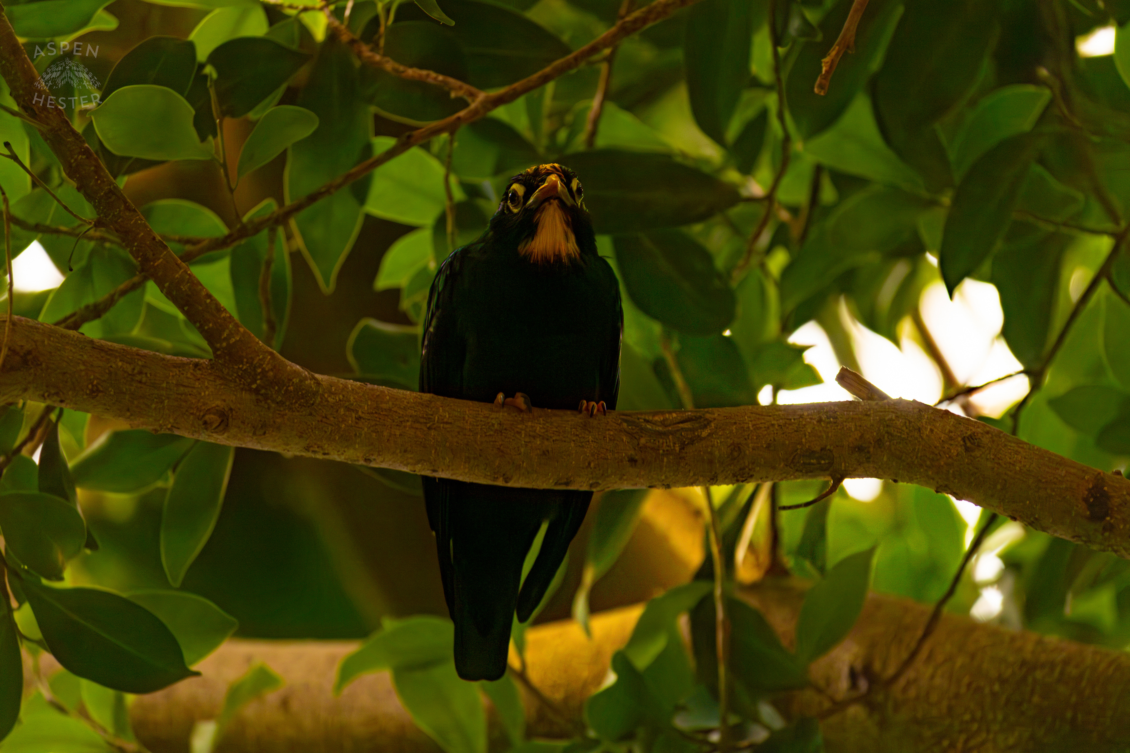 A Golden-Crested Myna Sits Up High Up in The Rainforest Inside The National Aviary in Pittsburgh Pennsylvania. February 26th, 2025/Aspen Hester