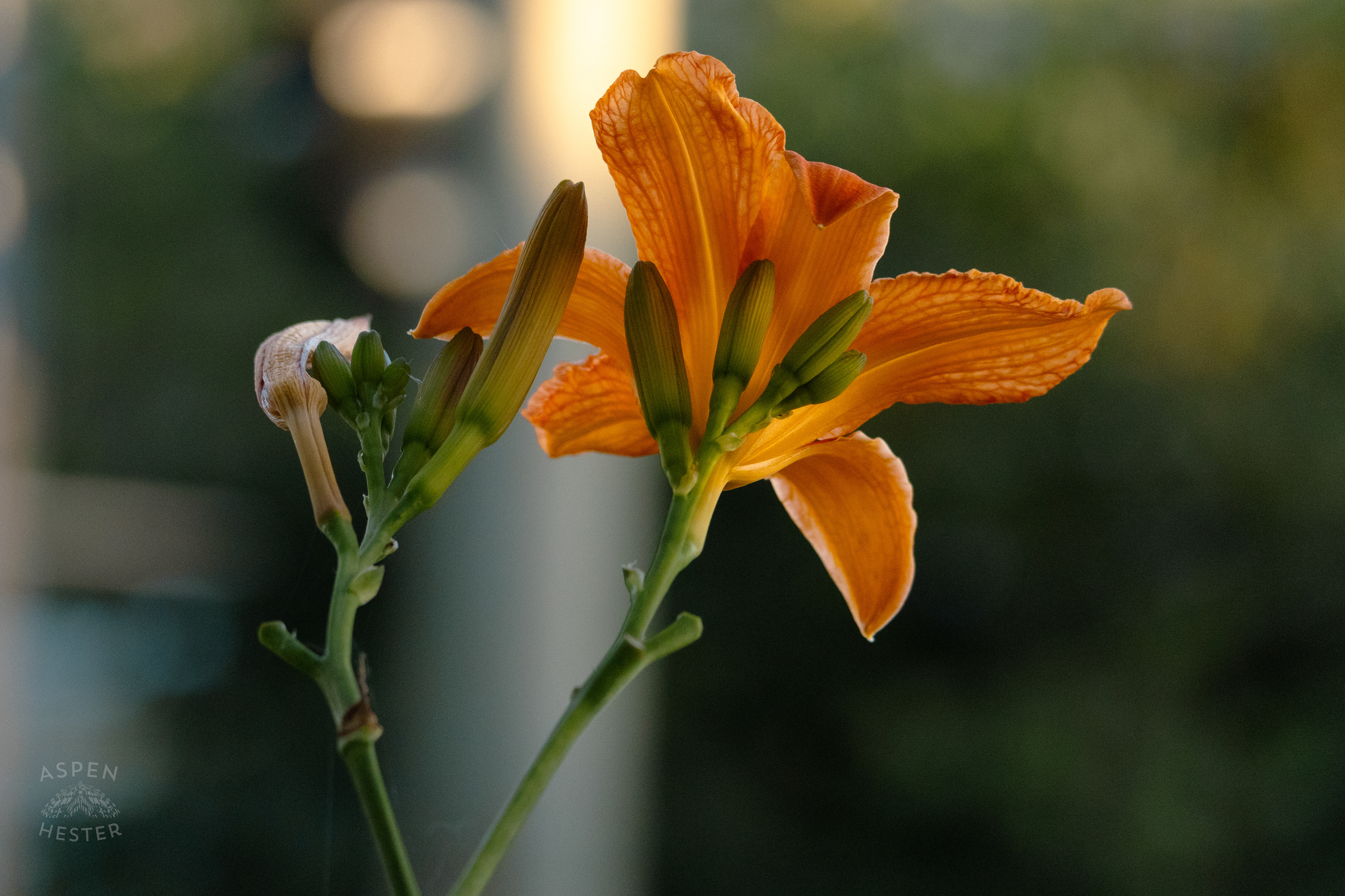 Daylily During Golden Hour on Preston Street. May 30th, 2024/Aspen Hester 