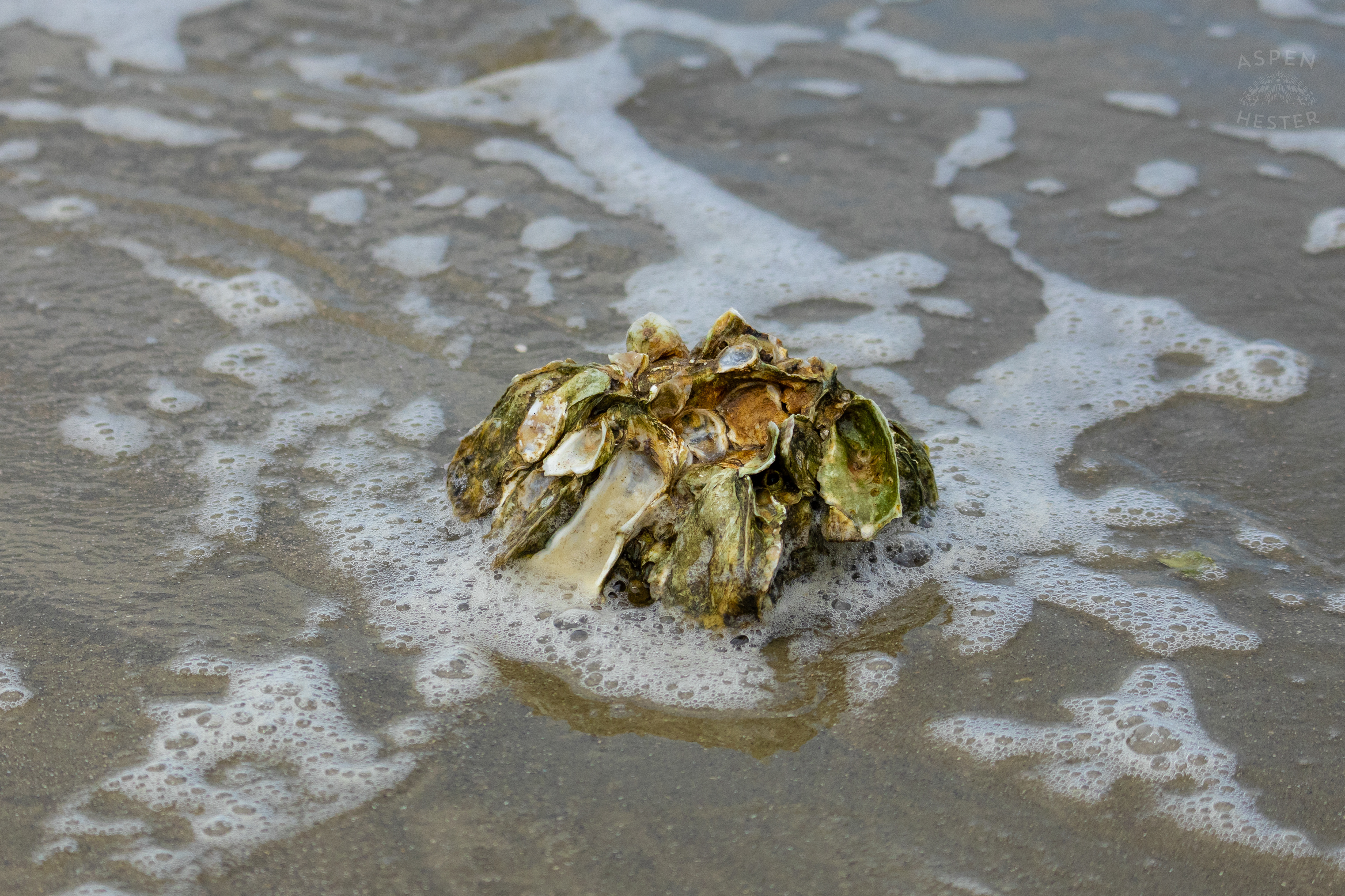 Oyster Cluster Washes Up On Tybee Island Georgia. June 24th, 2024/Aspen Hester