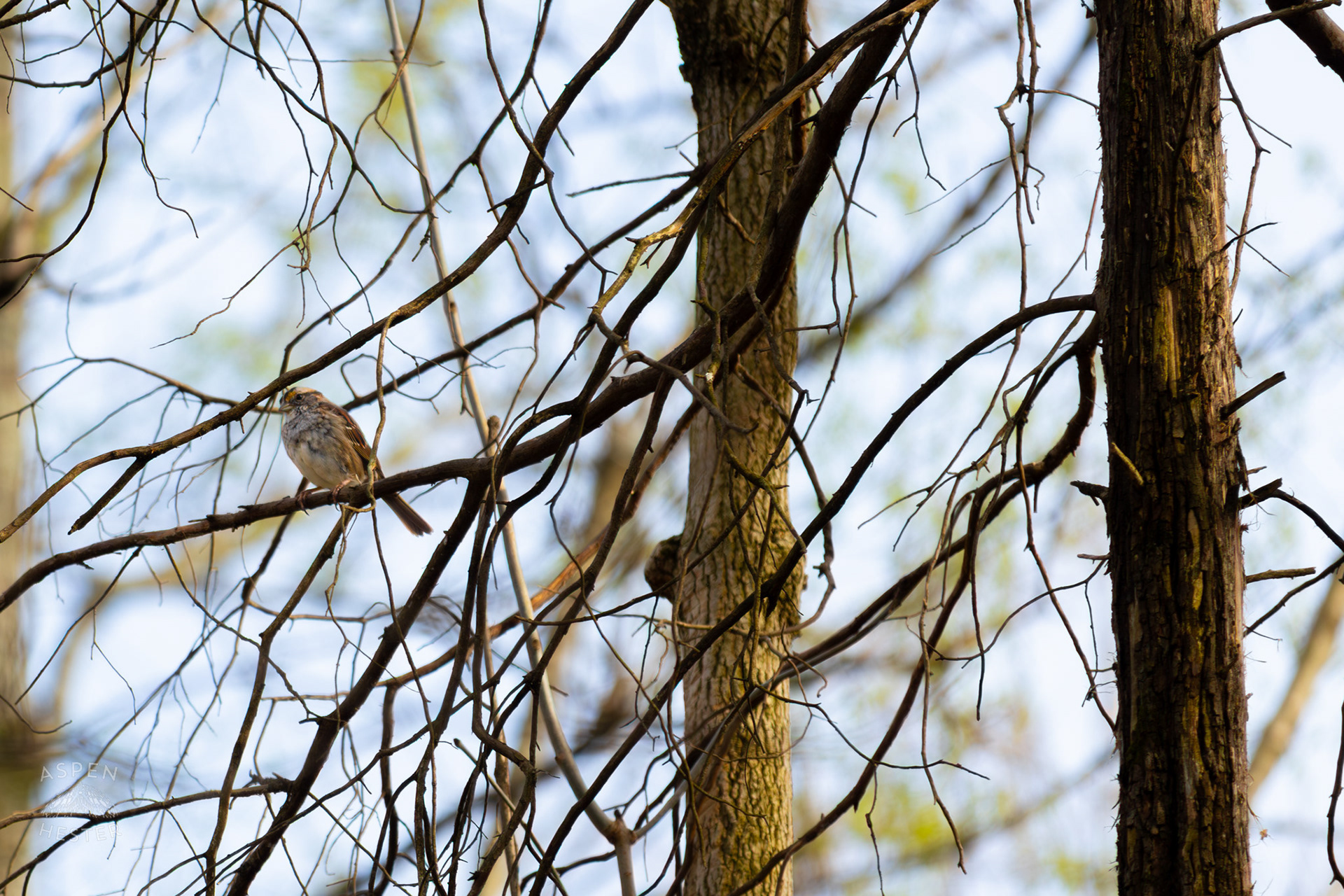 A White Throated Sparrow Perches on A Branch in My Neighbor's Yard. March 29th, 2026/Aspen Hester