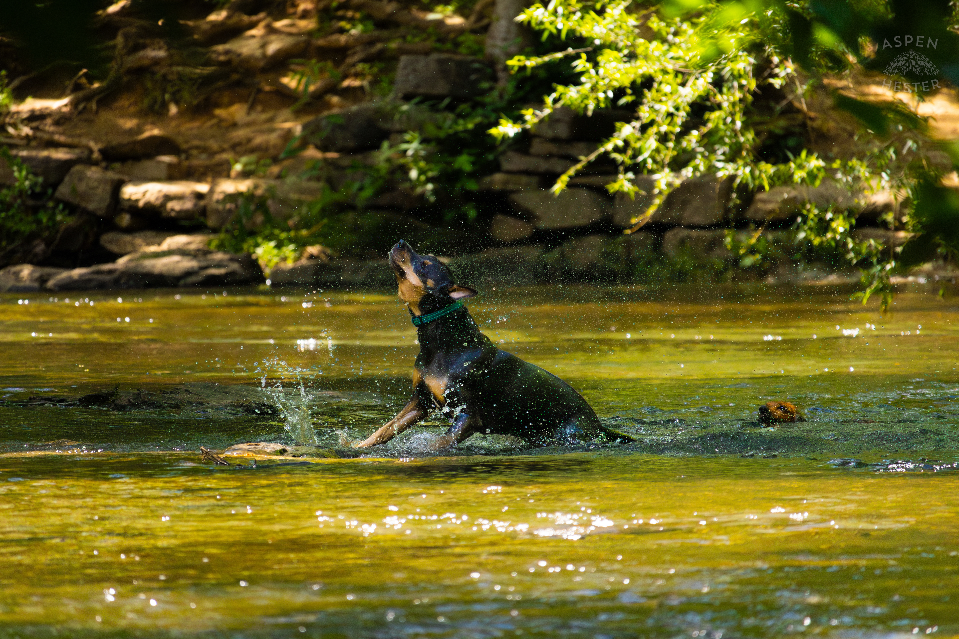 A Rottweiler and A Dachshund Splash in the Waters of Middle Fork Beargrass Creek in Cherokee Park. May 28th, 2024/Aspen Hester
