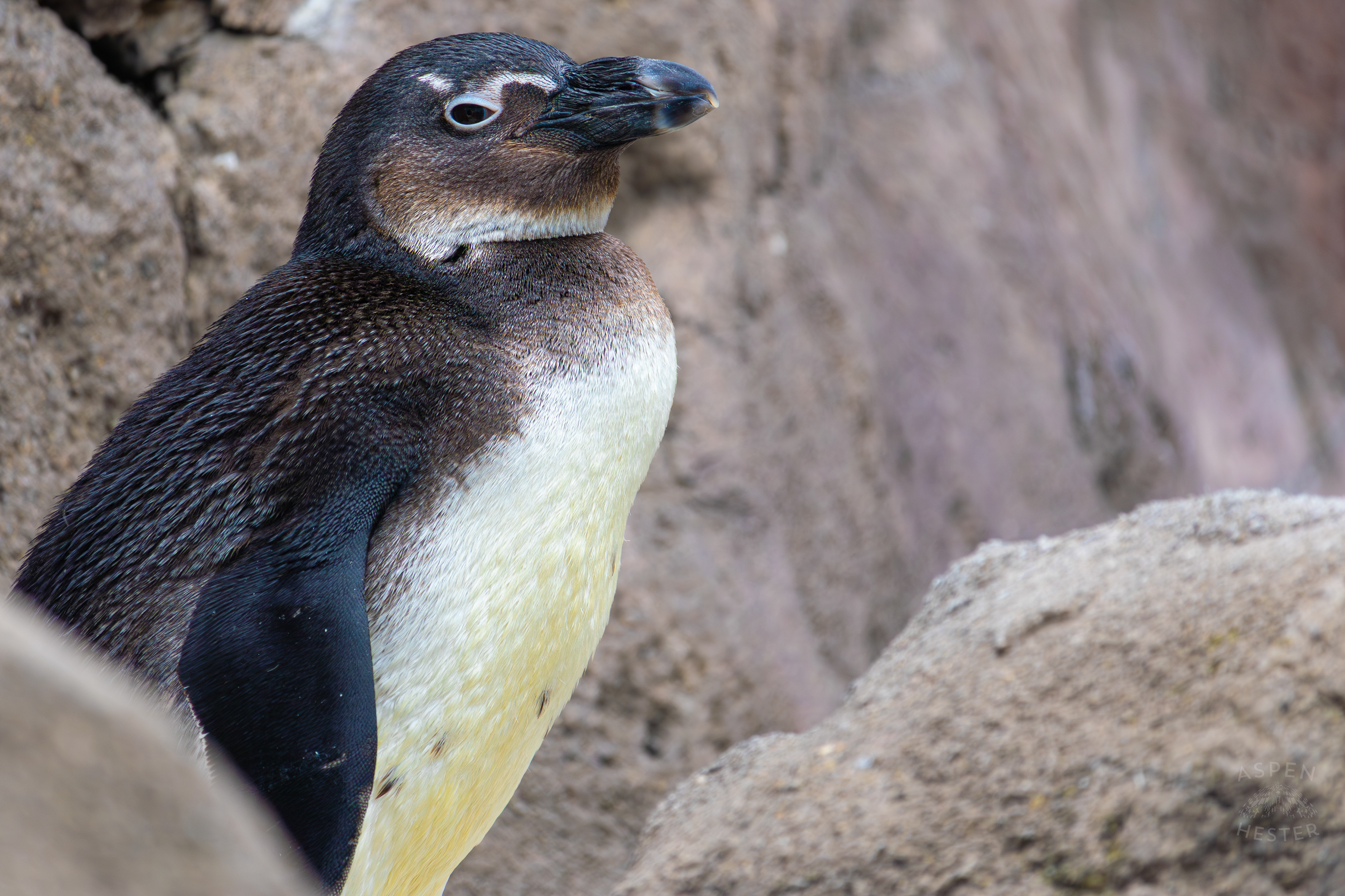 An African Penguin Chilling in Penguin Point Inside The National Aviary in Pittsburgh Pennsylvania. February 26th, 2025/Aspen Hester