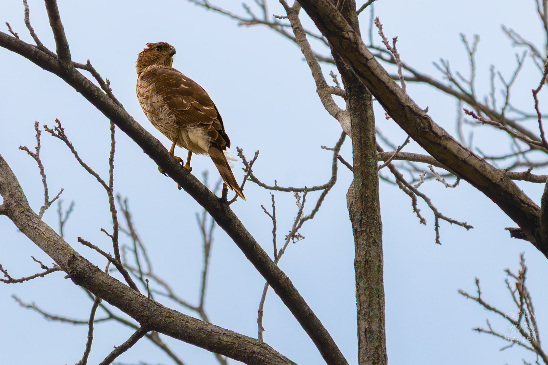A Red Tailed Hawk Rotates Its Head Nearly 180 Degrees to Watch The Ground From High Up in Brown Park. April 14th, 2025/Aspen Hester 