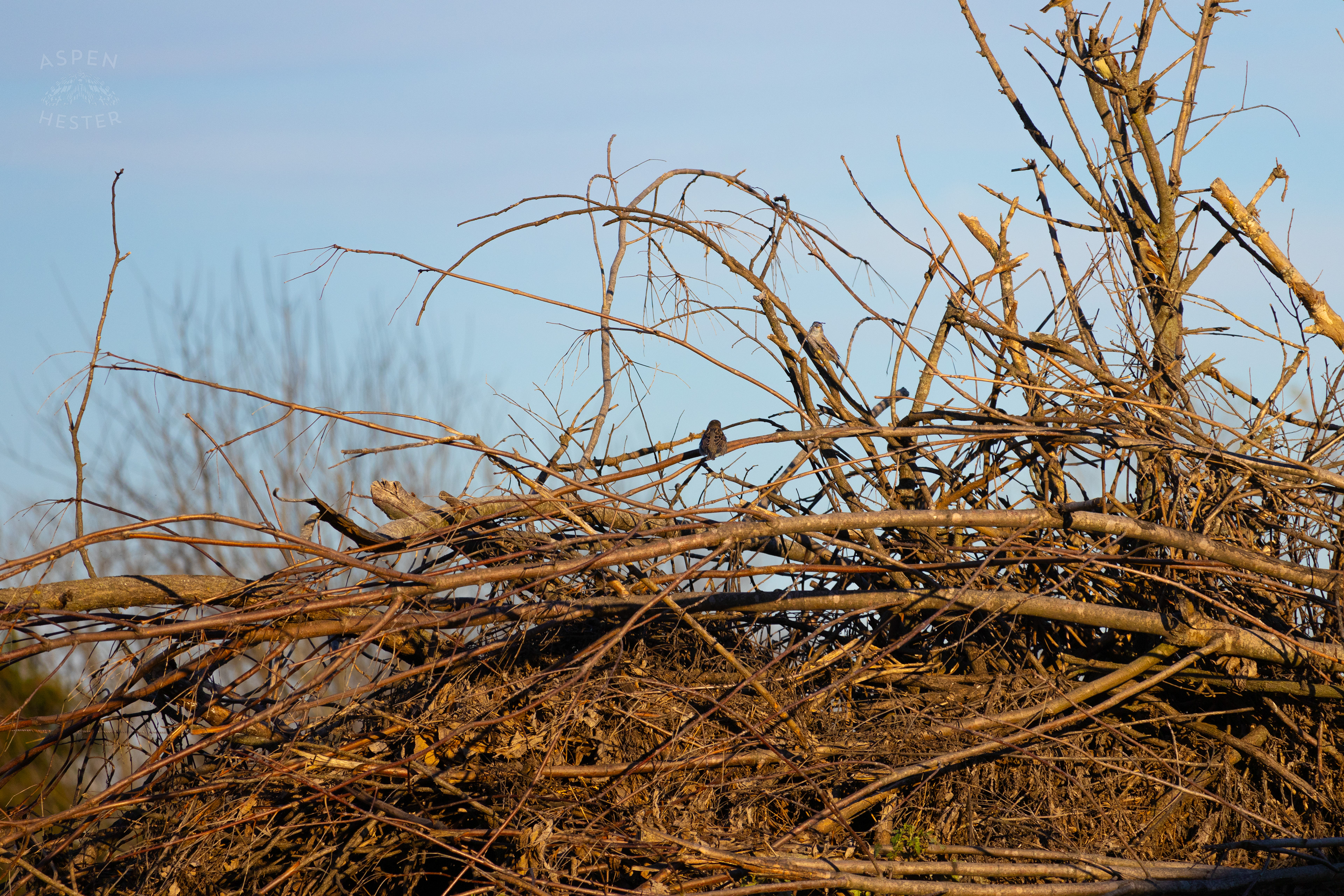 House Sparrows Resting on Skinner Farms Thanksgiving Turkey Pick Up Day. November 24th, 2024/Aspen Hester
