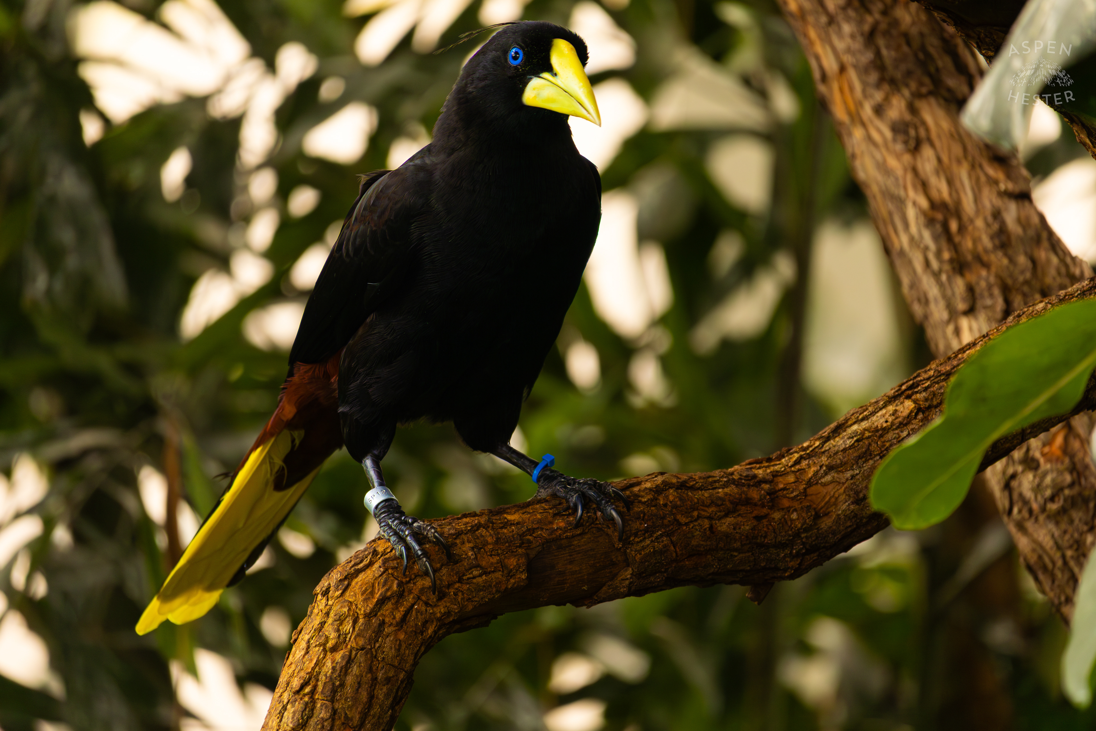 A Crested Oropendola Perches On A Tree In The Wetlands Inside The National Aviary in Pittsburgh Pennsylvania. February 26th, 2025/Aspen Hester