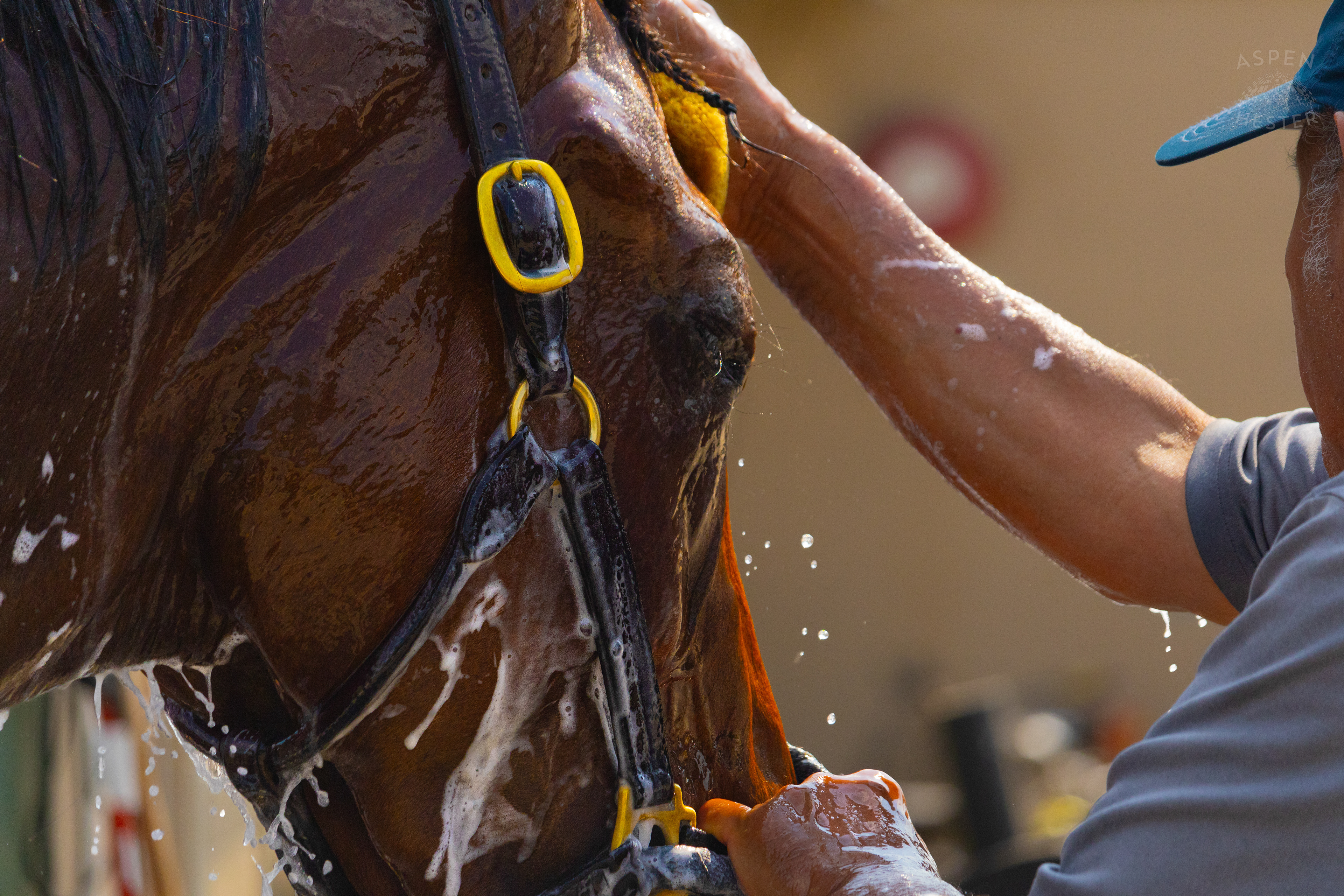Bath Time for Horse Pharoah’s Wine. June 21st, 2024/Aspen Hester