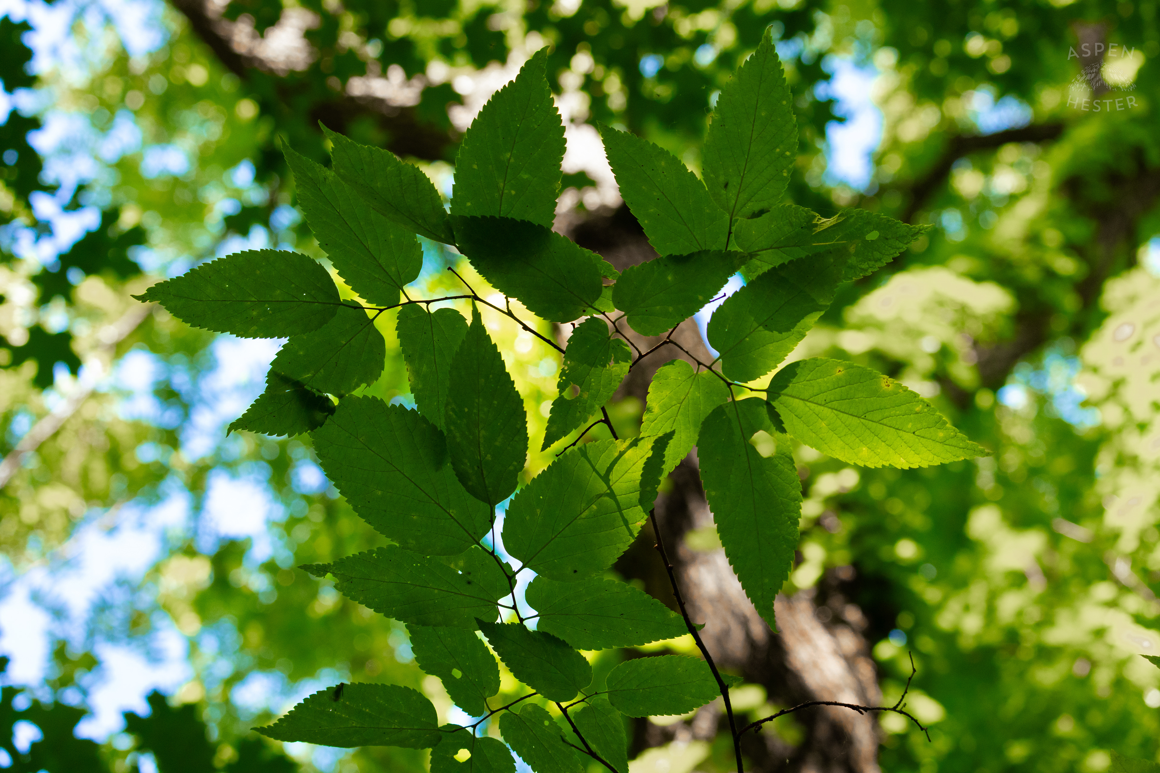 Sunlit Foliage in Cherokee Park. June 11th, 2024/Aspen Hester