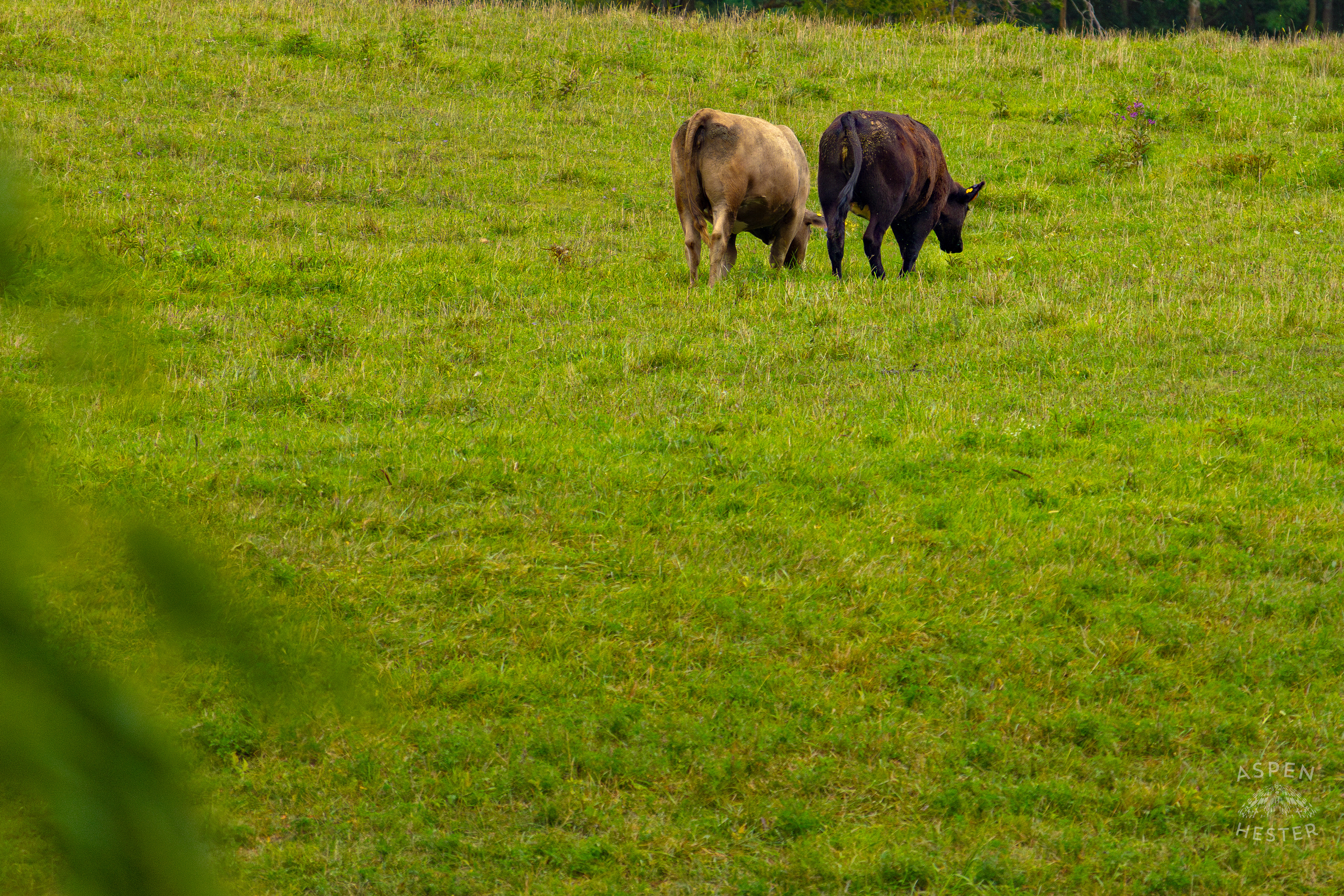 Two Cows Grazing on the Shore of Reformatory Lake. August 12th, 2024/Aspen Hester