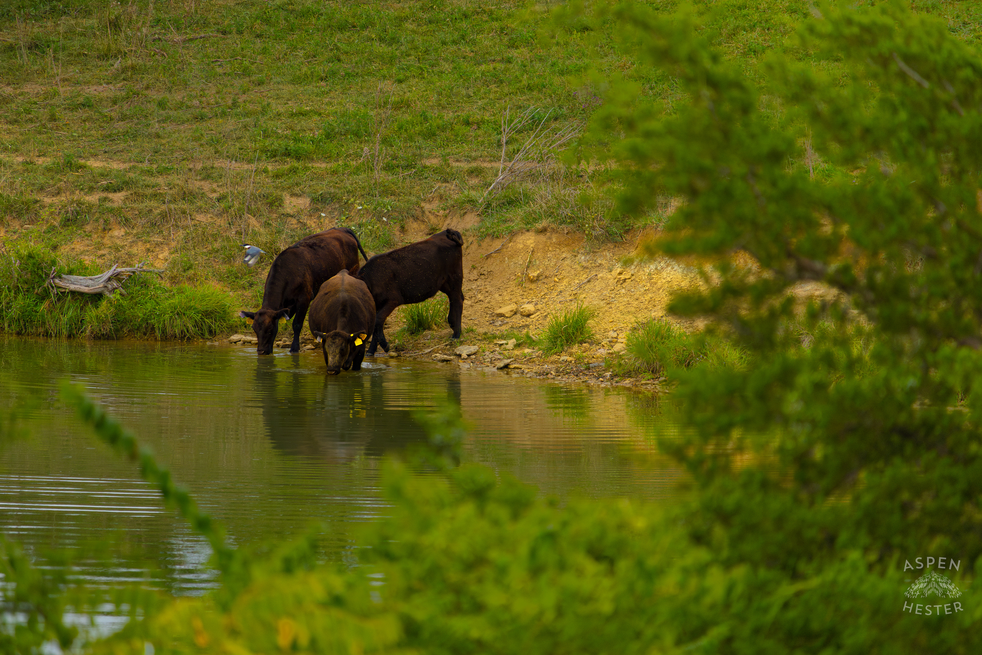 Three Cows Wading into the Cool Waters of Reformatory Lake . August 12th, 2024/Aspen Hester