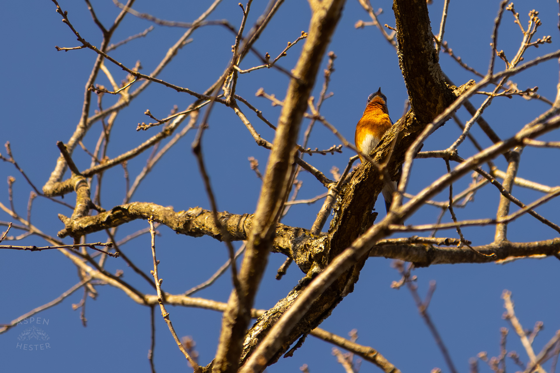 A Male Eastern Bluebird Sits High Up in A Tree in Wendell Moore Park Right Before Spring. March 18th, 2025/Aspen Hester