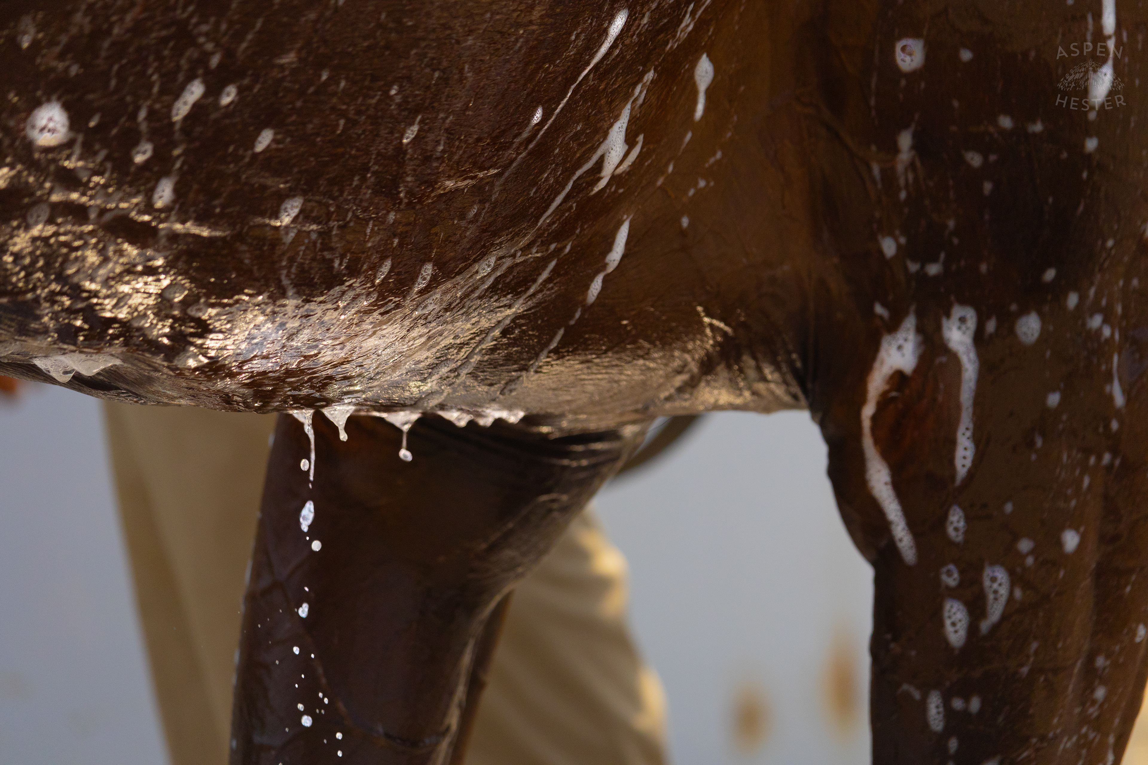 Bath Time for Horse Pharoah’s Wine. June 21st, 2024/Aspen Hester