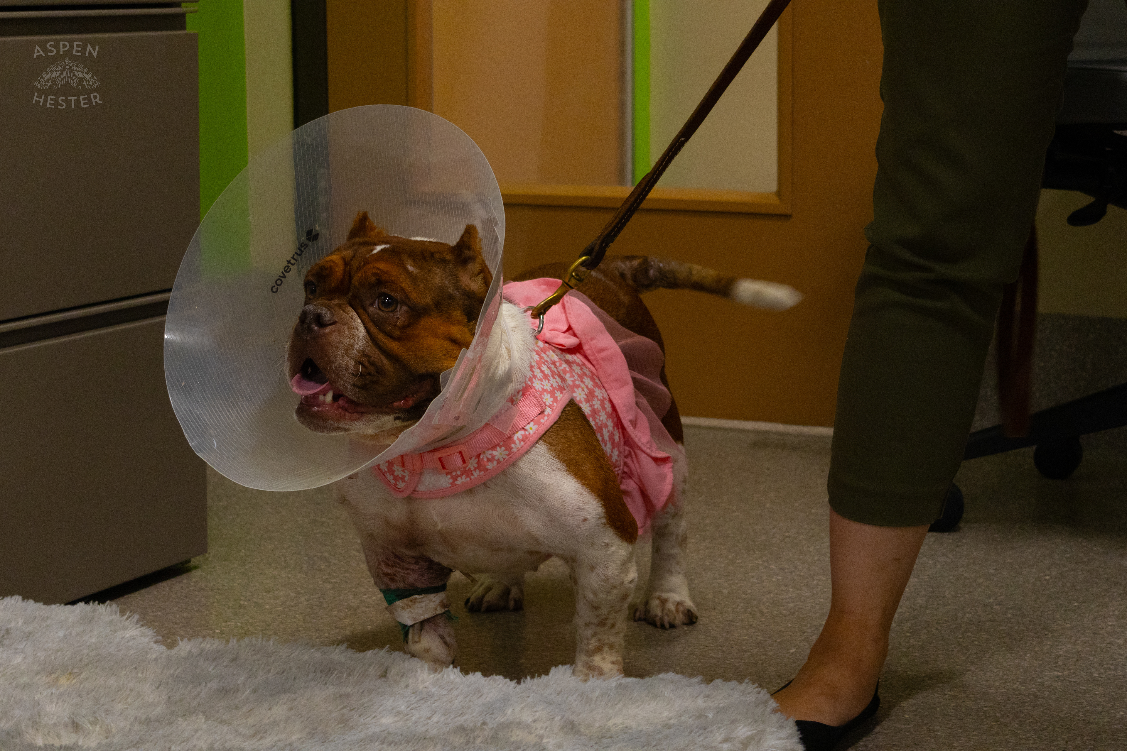 Newly Adopted Dog "Queen Bee" During A Telethon that Raised $8000+ for Louisville Metro Animal Services. August 28th, 2024/Aspen Hester