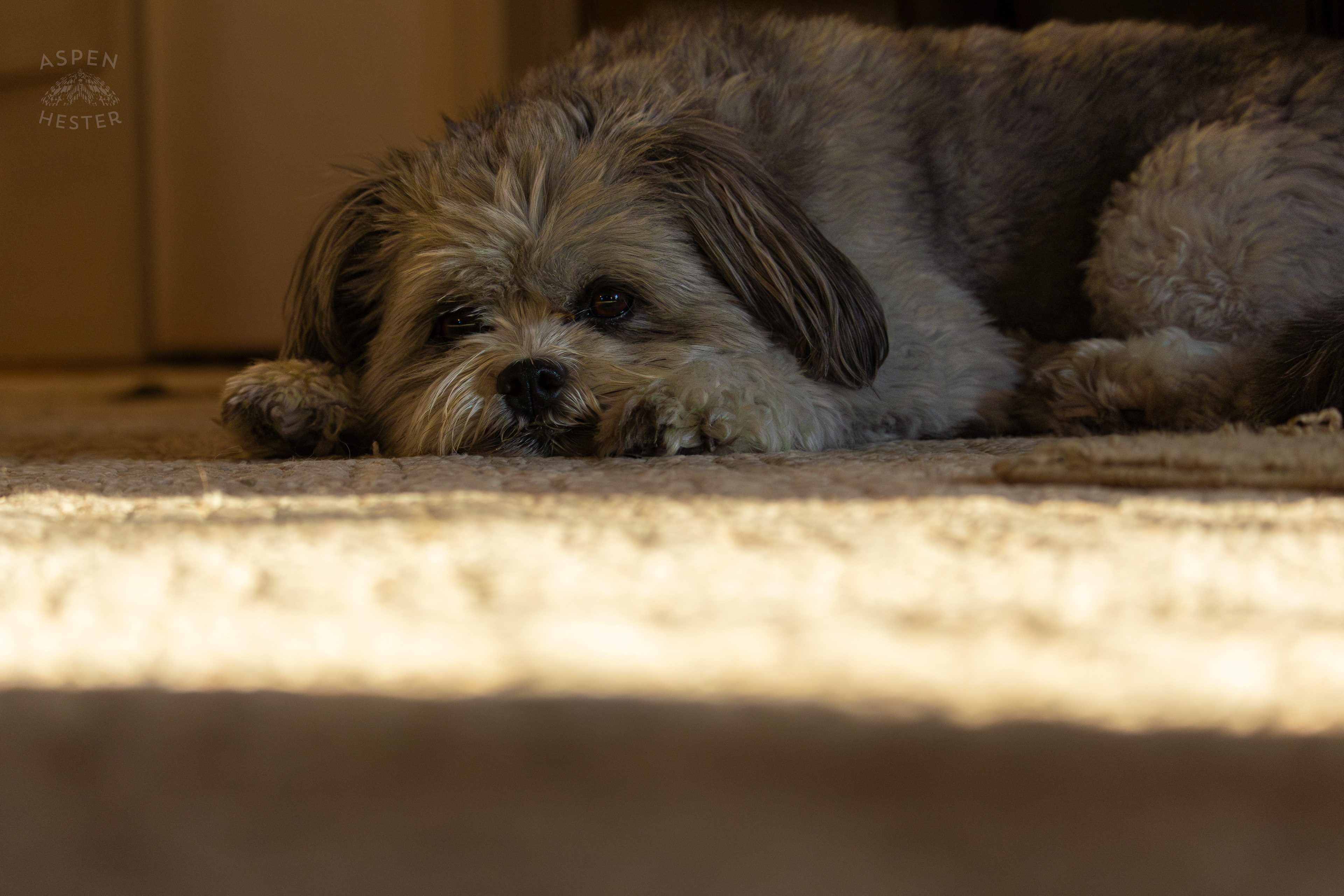 My Girl Mabel Resting. November 11th, 2024/Aspen Hester