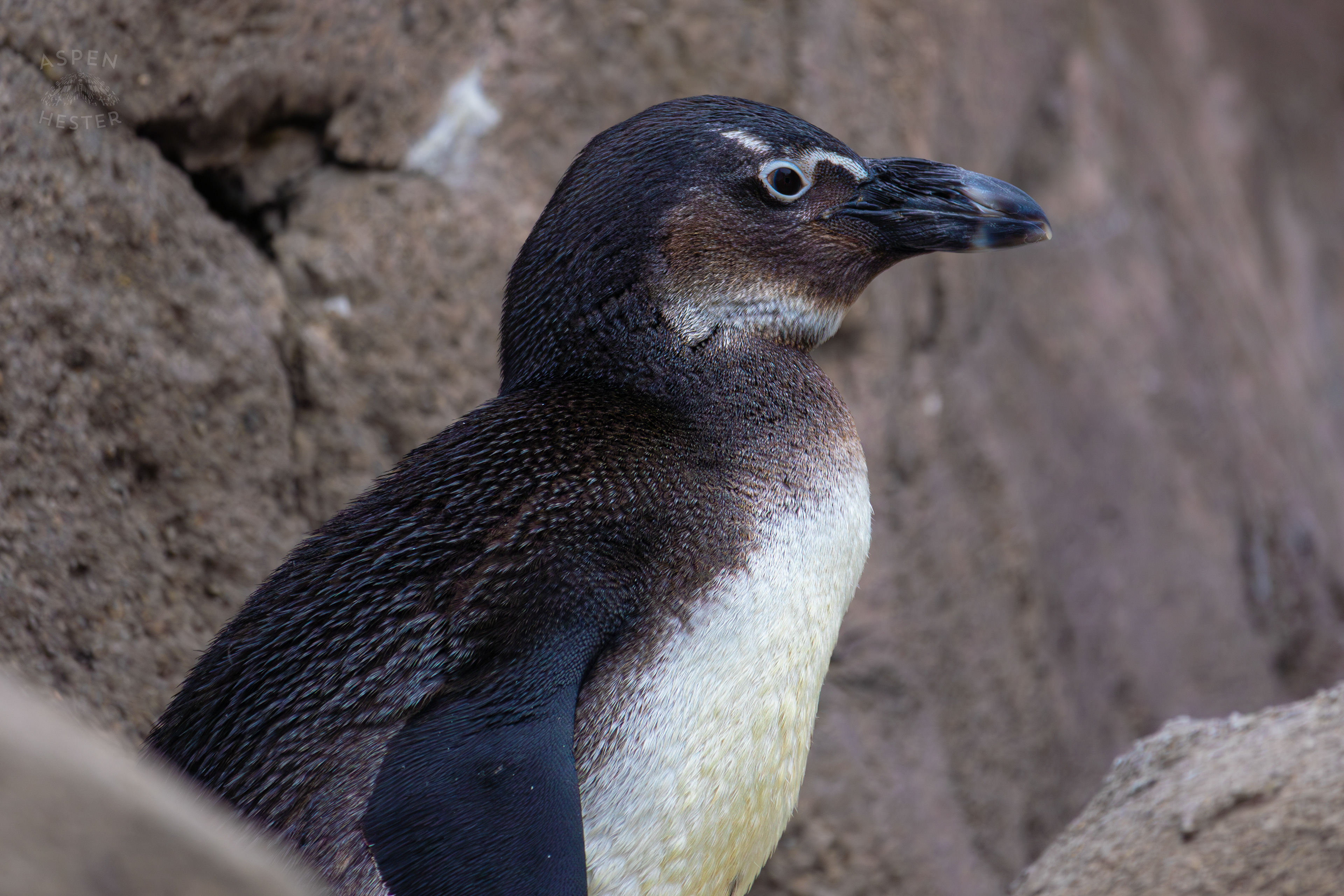 An African Penguin Living in Penguin Point Inside The National Aviary in Pittsburgh Pennsylvania. February 26th, 2025/Aspen Hester