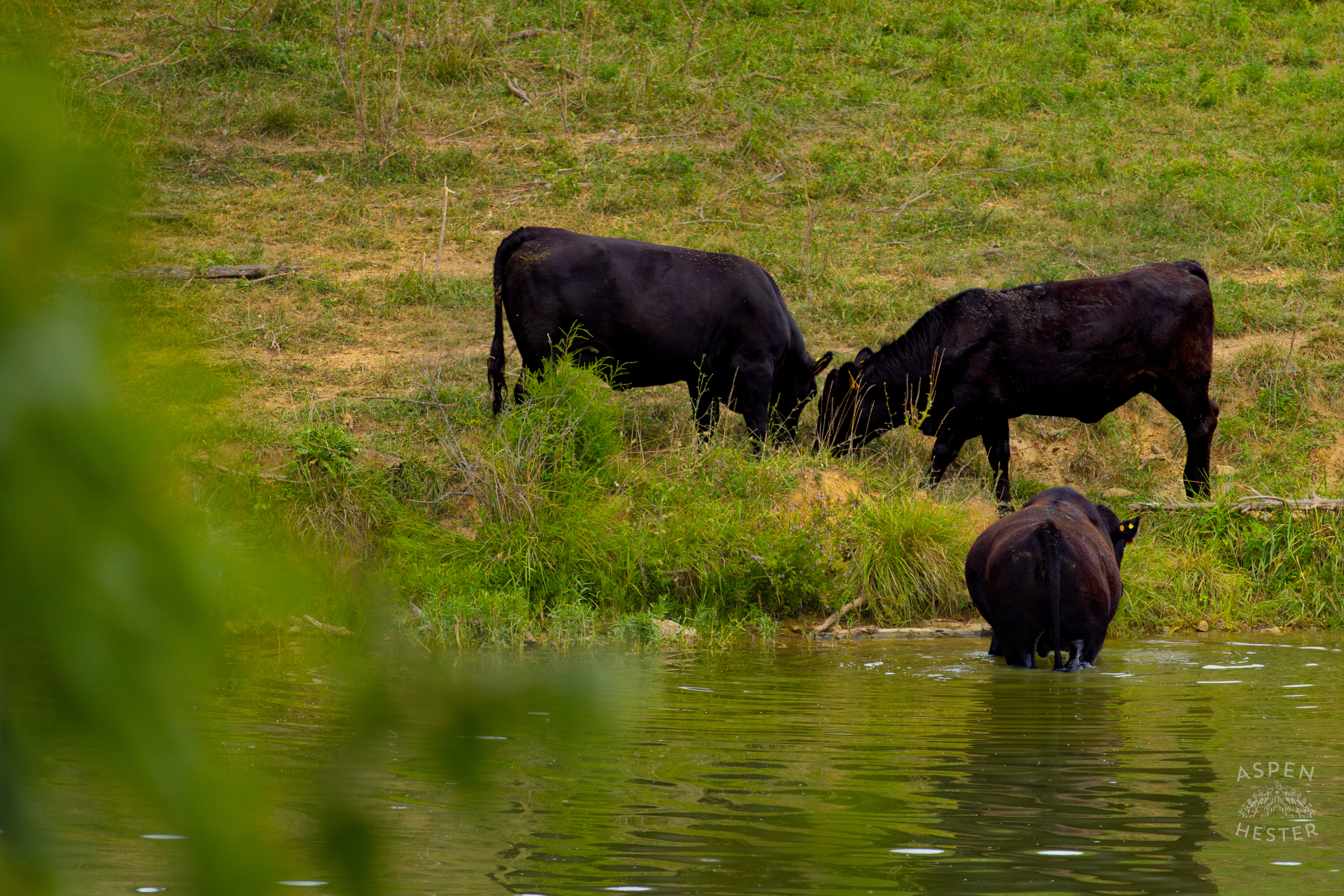 A Cow Wading in the Cool Waters of Reformatory Lake with Two Others Lounging on the Shore. August 12th, 2024/Aspen Hester