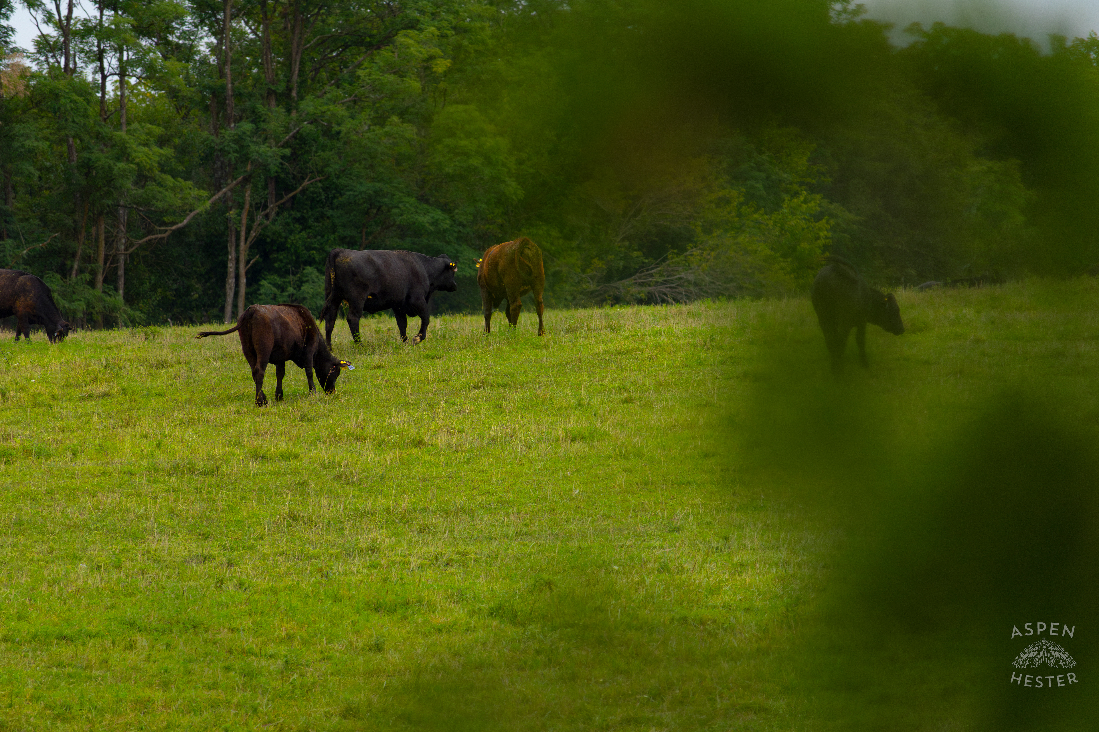 Cows Grazing on the Shore of Reformatory Lake. August 12th, 2024/Aspen Hester
