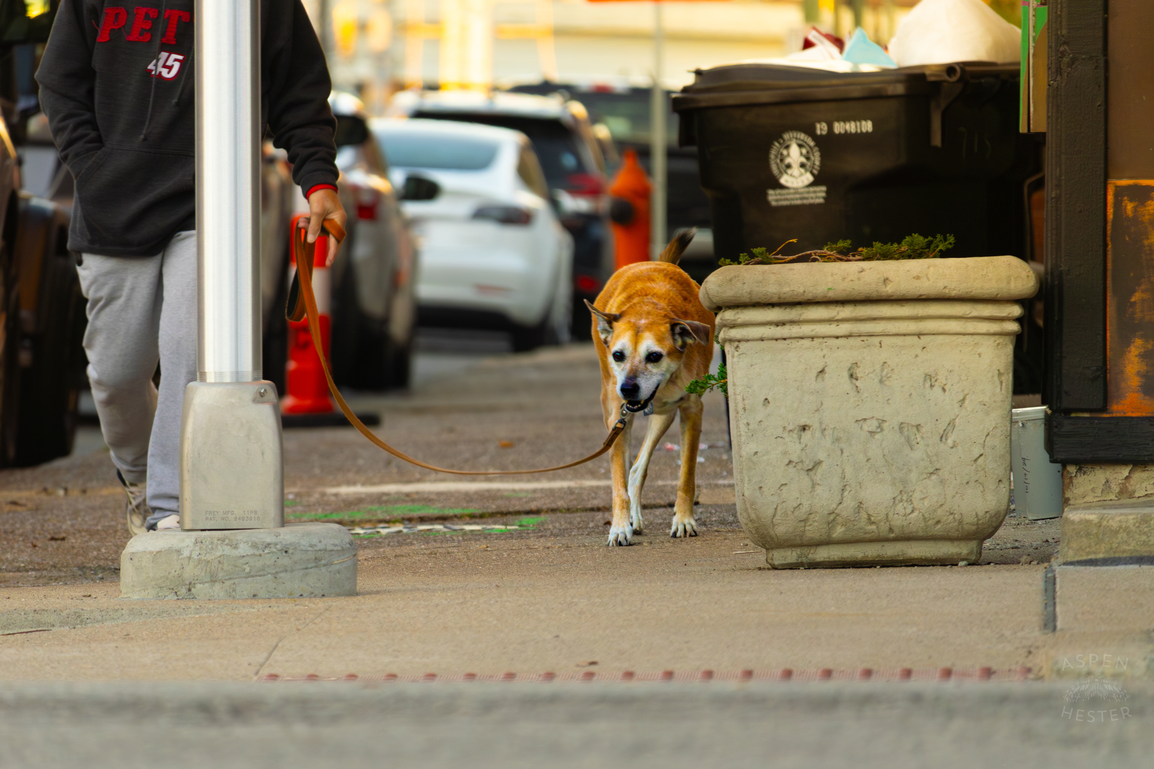 Dog Out for A Walk In Nulu on A Saturday Evening. November 14th, 2024/Aspen Hester