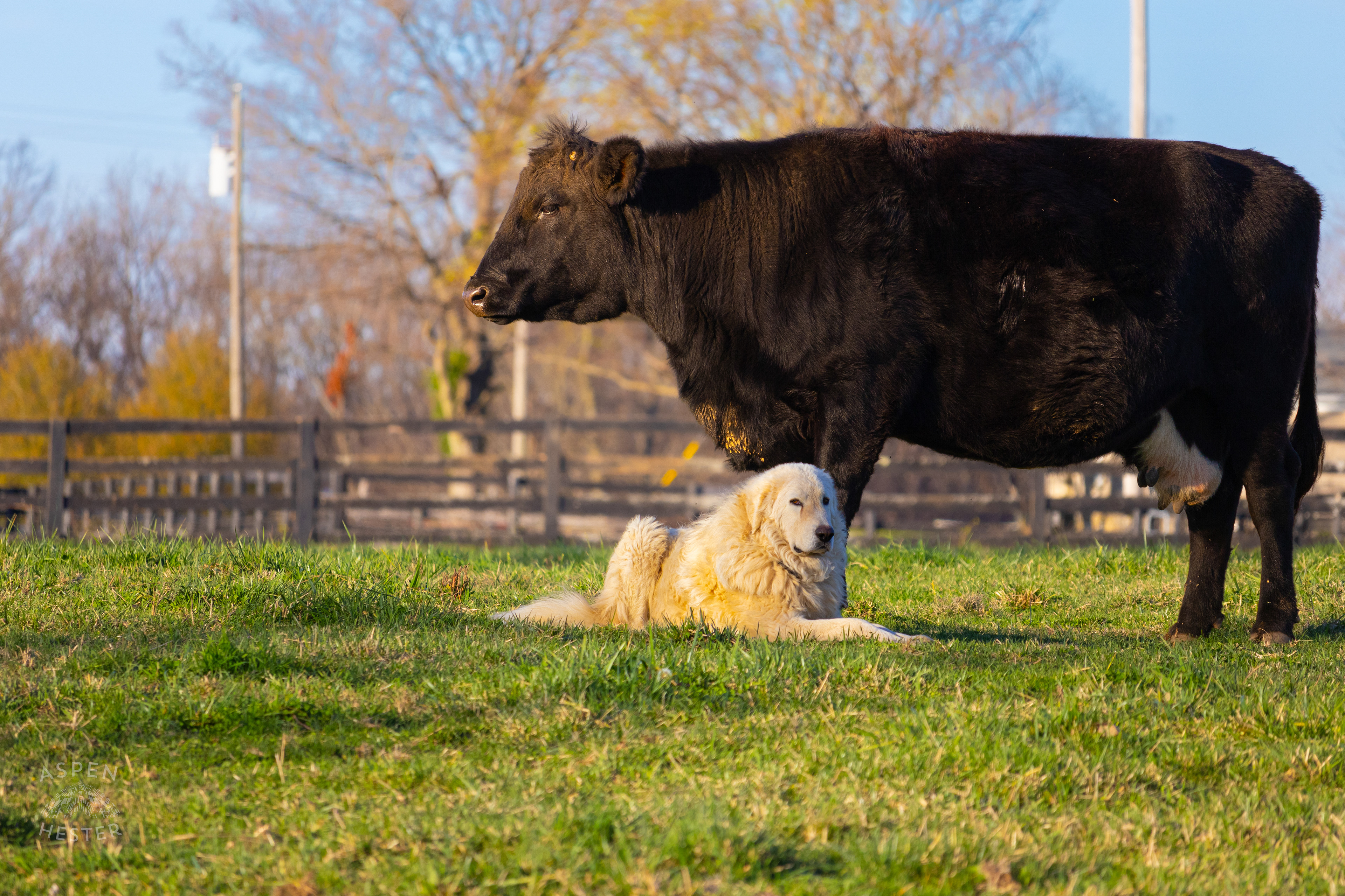Tinker Bell and Charlie Hanging Out in The Field on Skinner Farms Thanksgiving Turkey Pick Up Day. November 24th, 2024/Aspen Hester
