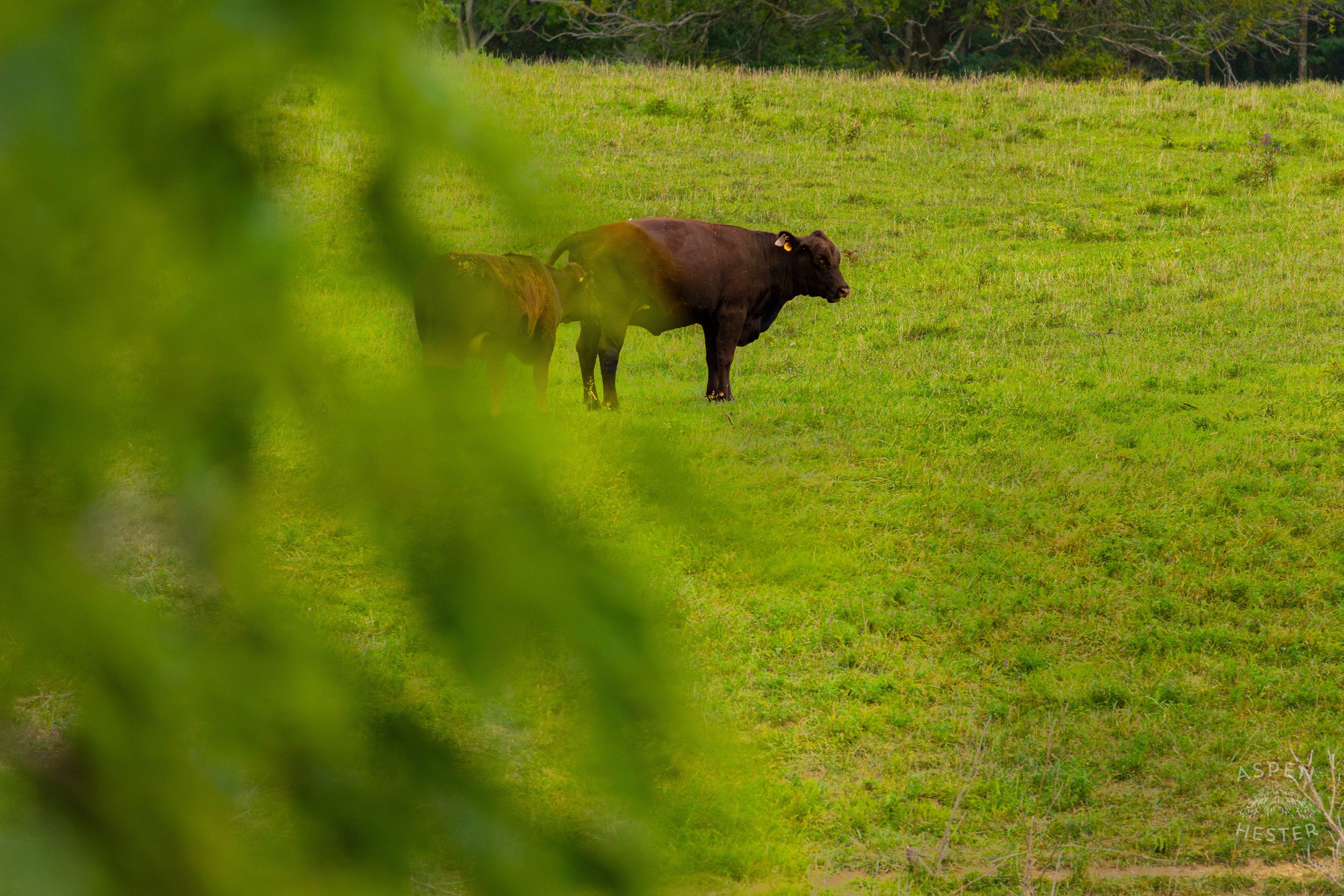 Cows Grazing on the Shore of Reformatory Lake. August 12th, 2024/Aspen Hester