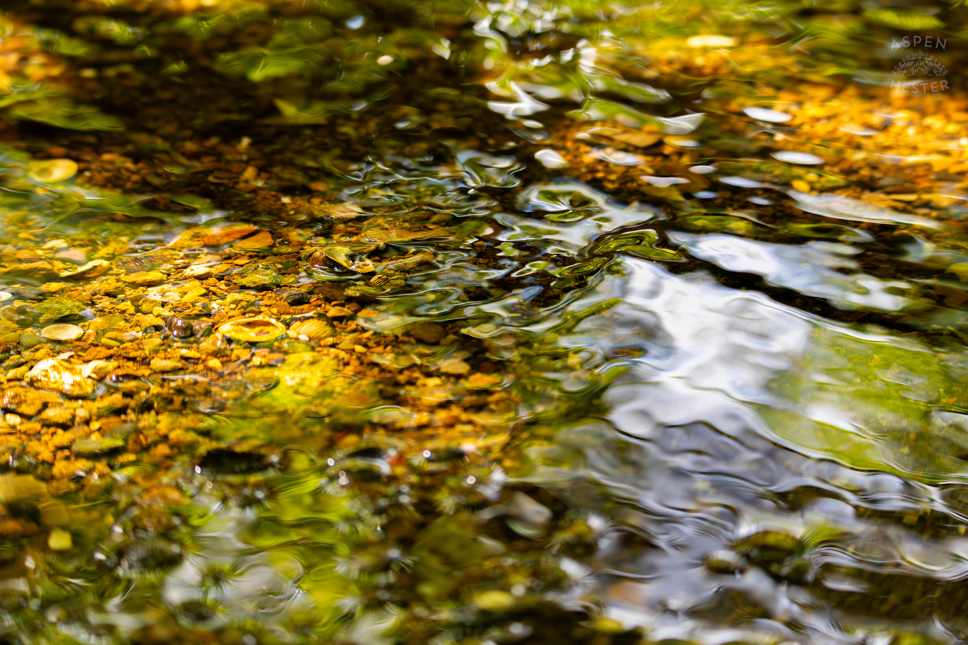 Shells and Pebbles Just Under the Surface of Middle Fork Beargrass Creek in Cherokee Park. May 28th, 2024/Aspen Hester