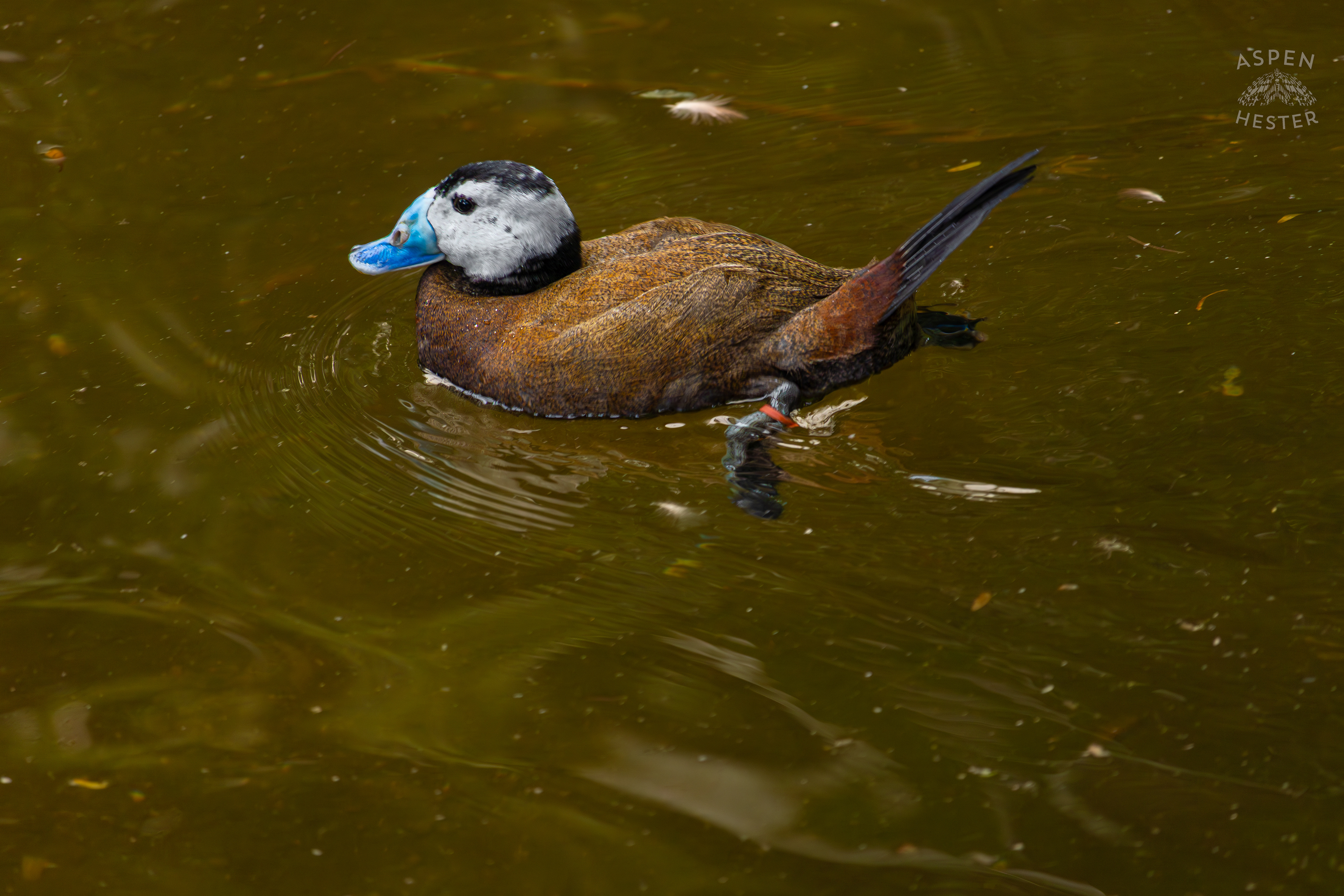 A White Headed Duck Takes A Swim in The Waters of The Wetlands Inside The National Aviary in Pittsburgh Pennsylvania. February 26th, 2025/Aspen Hester