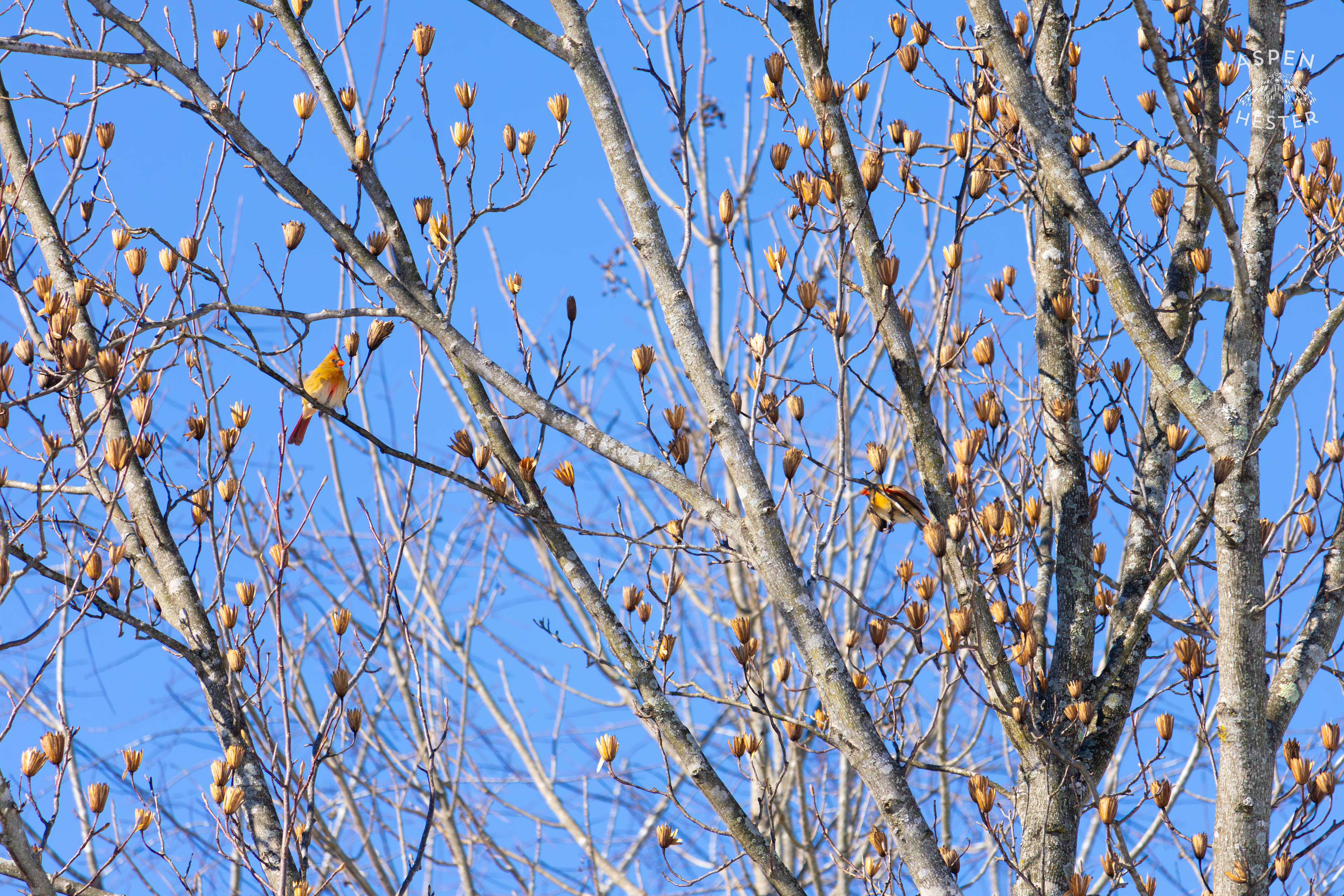 A Bright Female Cardinal Sits in A Tulip Tree in my Backyard. January 13th, 2025/Aspen Hester