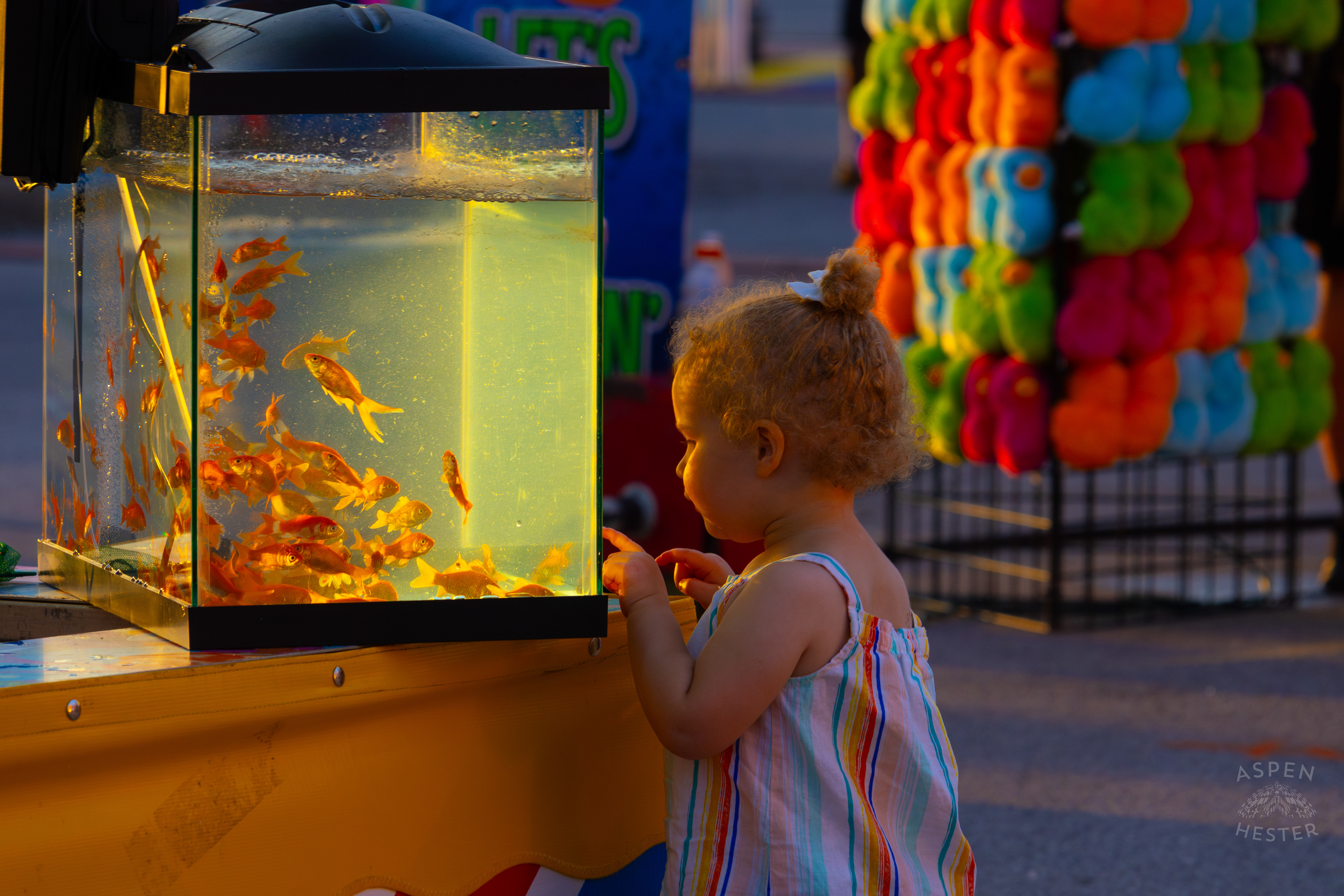 A Young Child Admires the Prize Fish at The 120th Kentucky State Fair at Sundown. July 15th, 2024/Aspen Hester