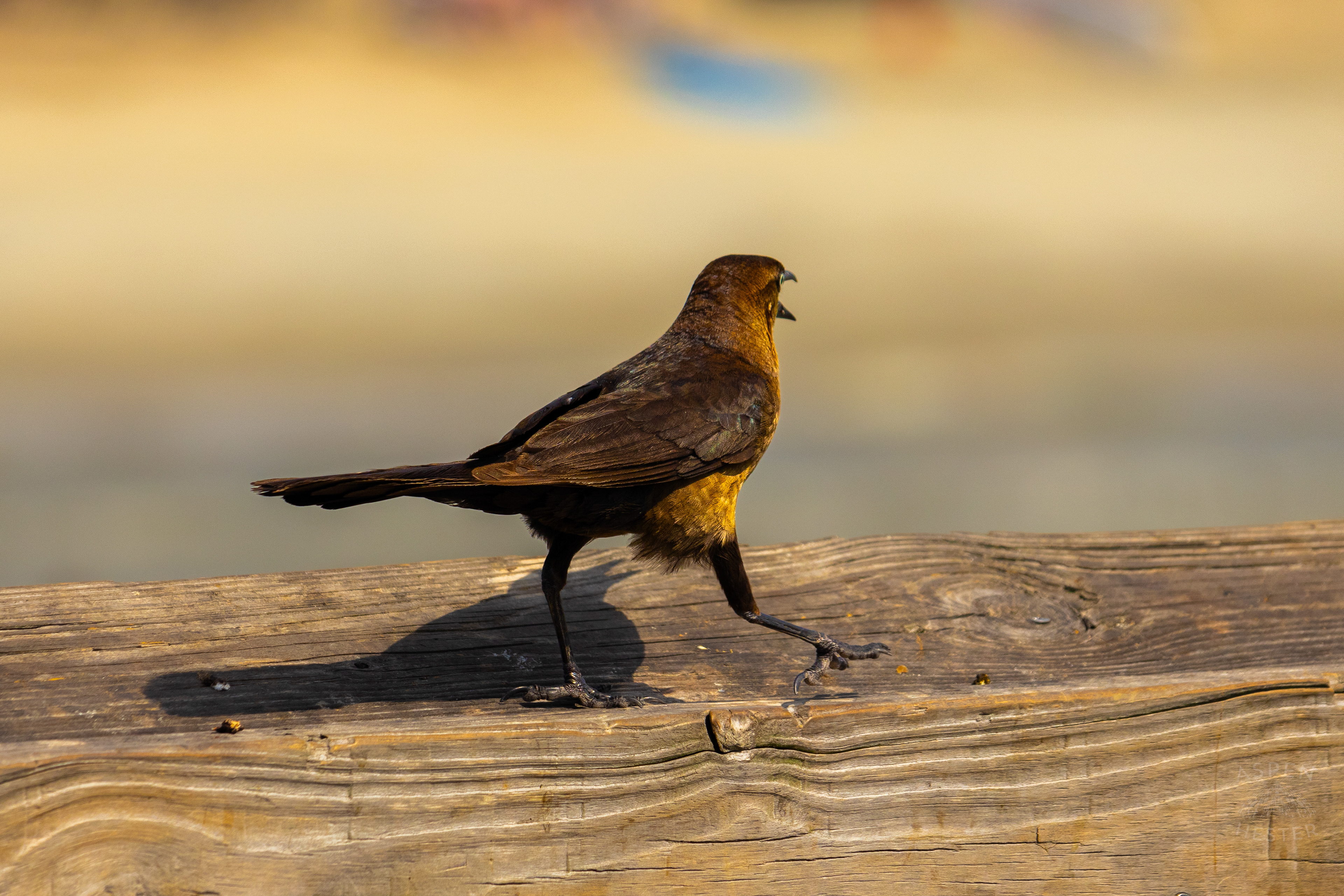 Grackle on The Tybee Island Pier and Pavilion on Tybee Island Georgia. June 27th, 2024/Aspen Hester 
