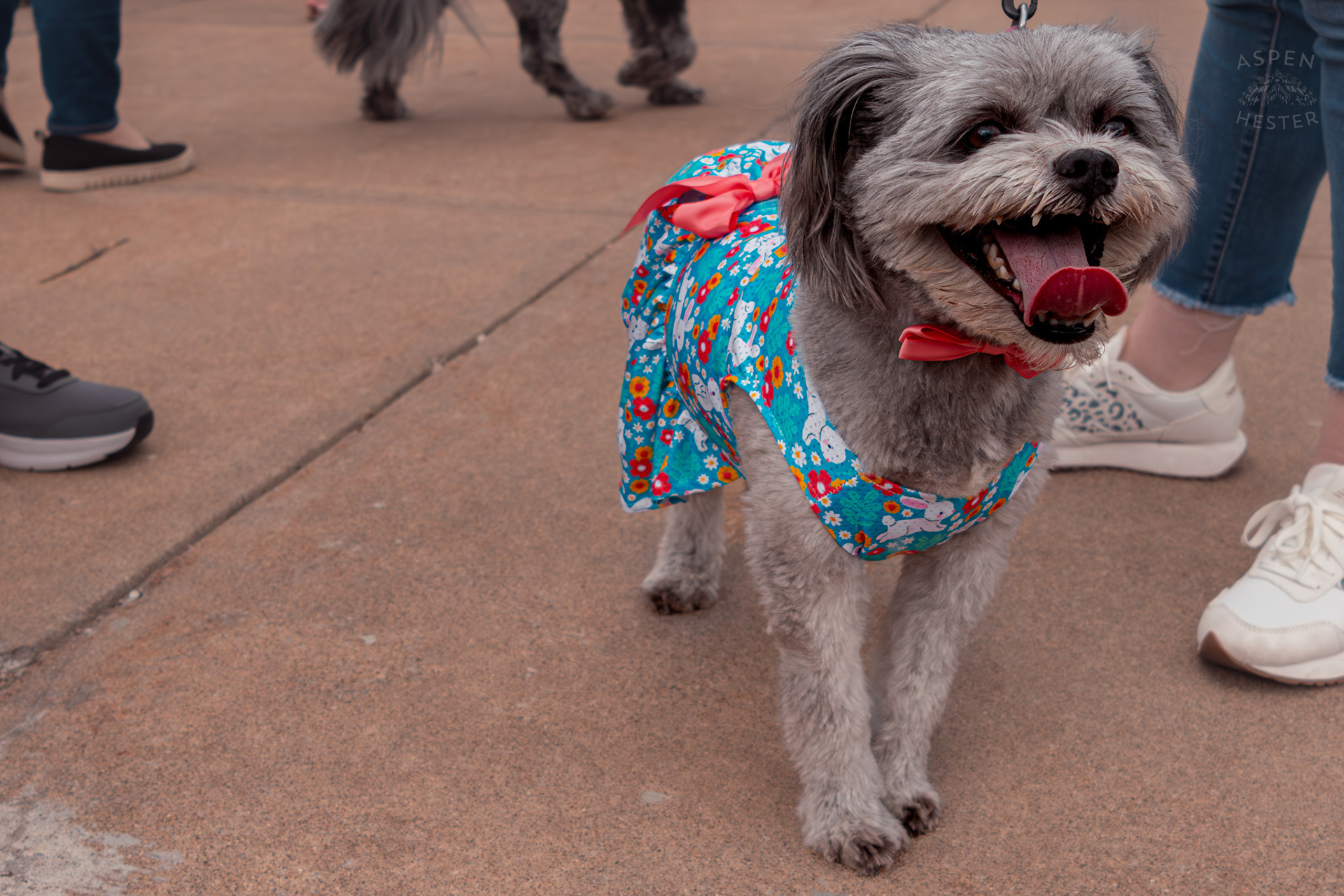 Winner of The Best Smile Award, Mabel Hester Wearing Her Easter Dress at Westport Village’s 5th Annual Puppy Palooza. April 19th, 2025/Aspen Hester