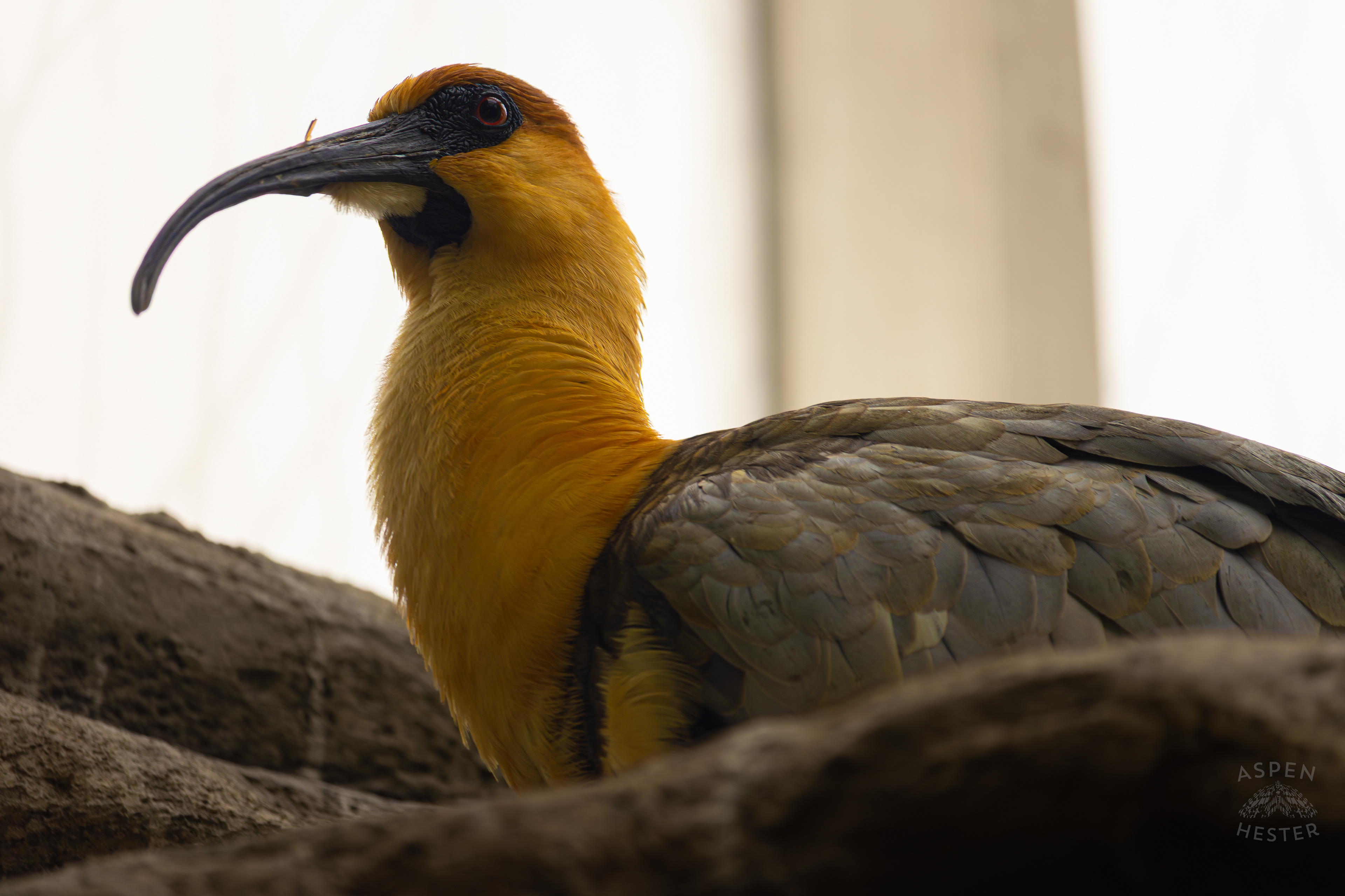 A Black-Faced Ibis Minds Its Business in The Wetlands Inside The National Aviary in Pittsburgh Pennsylvania. February 26th, 2025/Aspen Hester