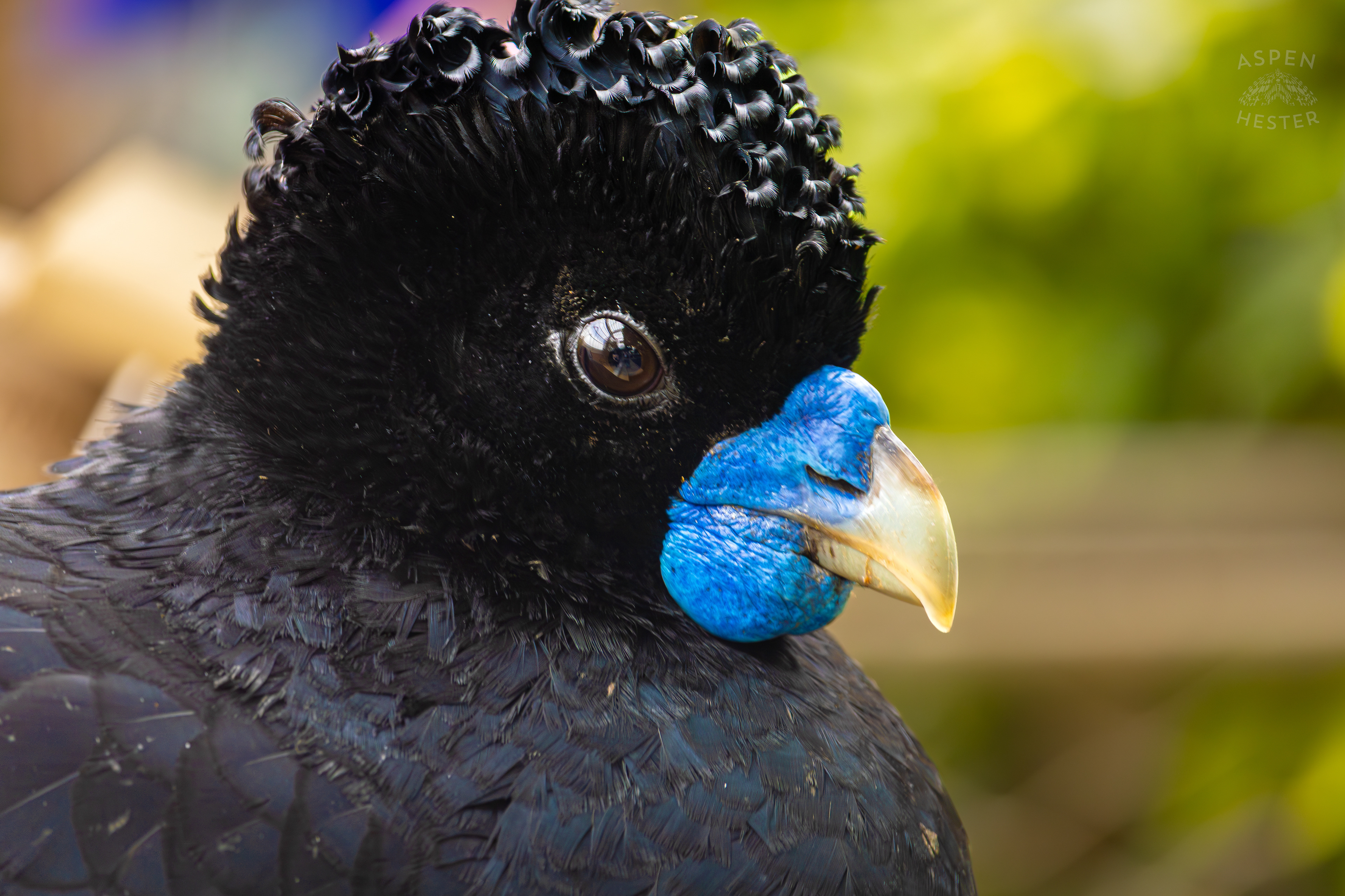 A Blue-Billed Curassow Hangs Out on The Railing of The Wetlands Inside The National Aviary in Pittsburgh Pennsylvania. February 26th, 2025/Aspen Hester