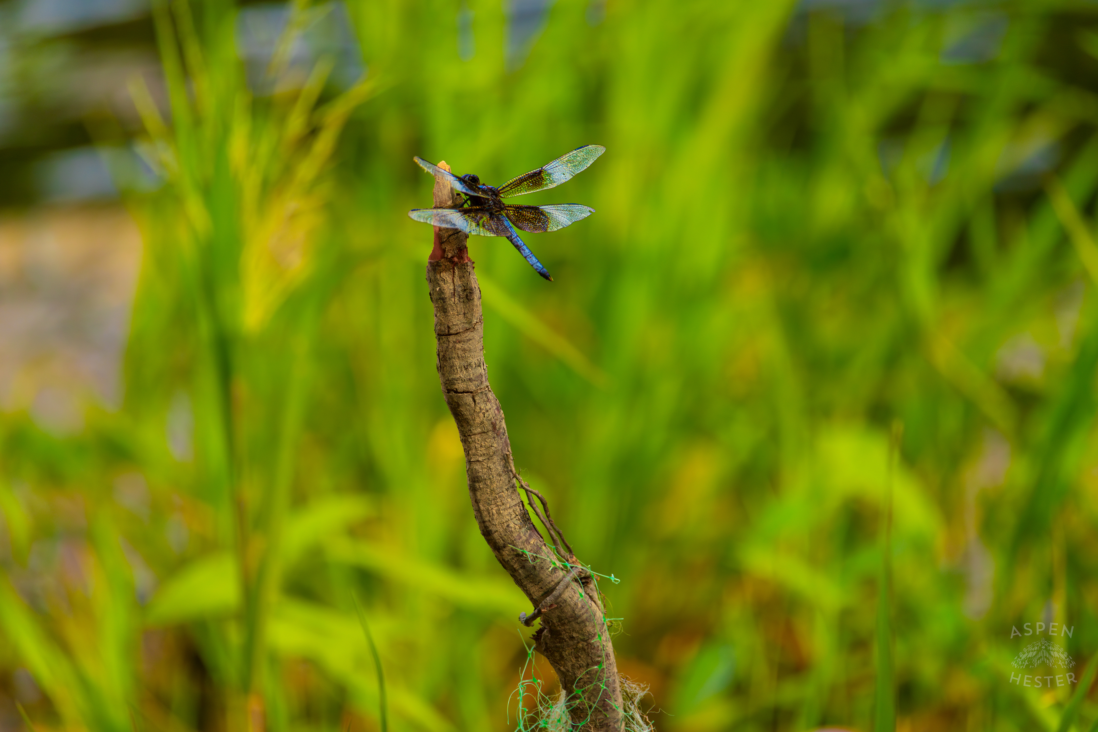 A Widow Skimmer Dragonfly Perches on a Branch on The Shore of Tom Wallace Lake Inside Jefferson Memorial Forest. September 3rd, 2024/Aspen Hester