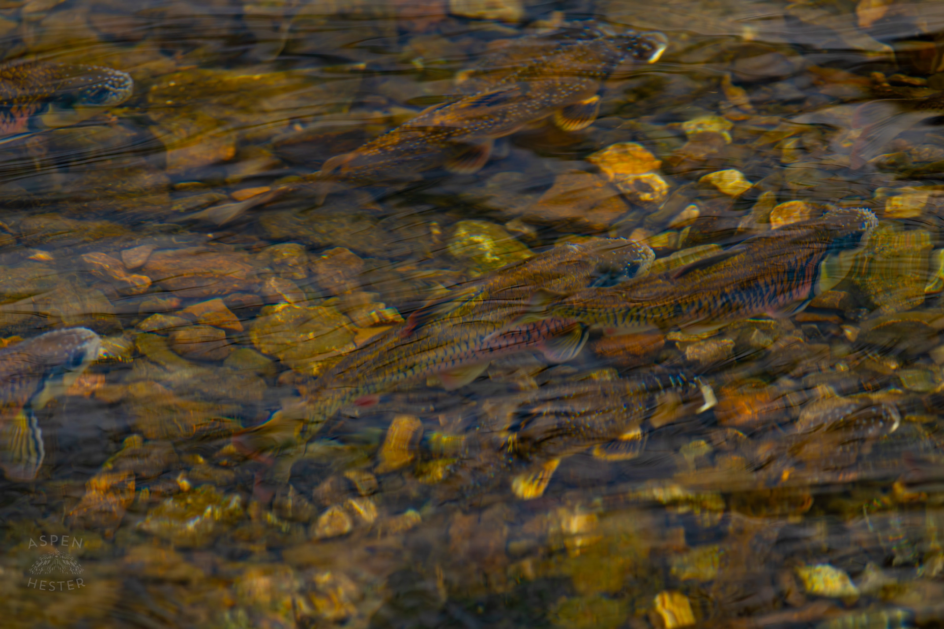 Brook and Rainbow Trout Swim in Middle Fork Beargrass Creek Where It Runs Through Brown Park. April 14th, 2025/Aspen Hester