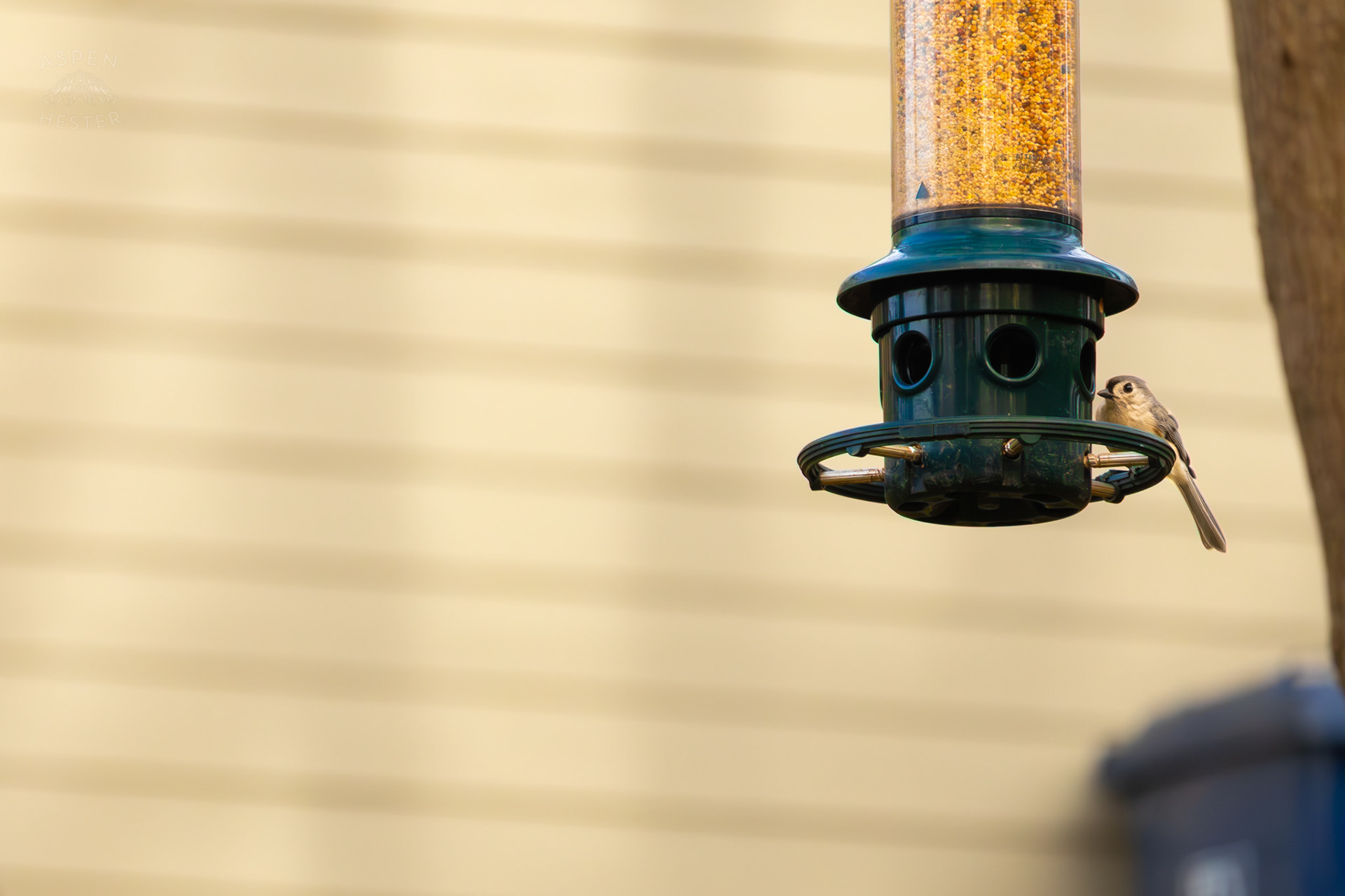 A Tufted Titmouse Eats From A Birdfeeder in My Neighbor's Yard. March 29th, 2026/Aspen Hester