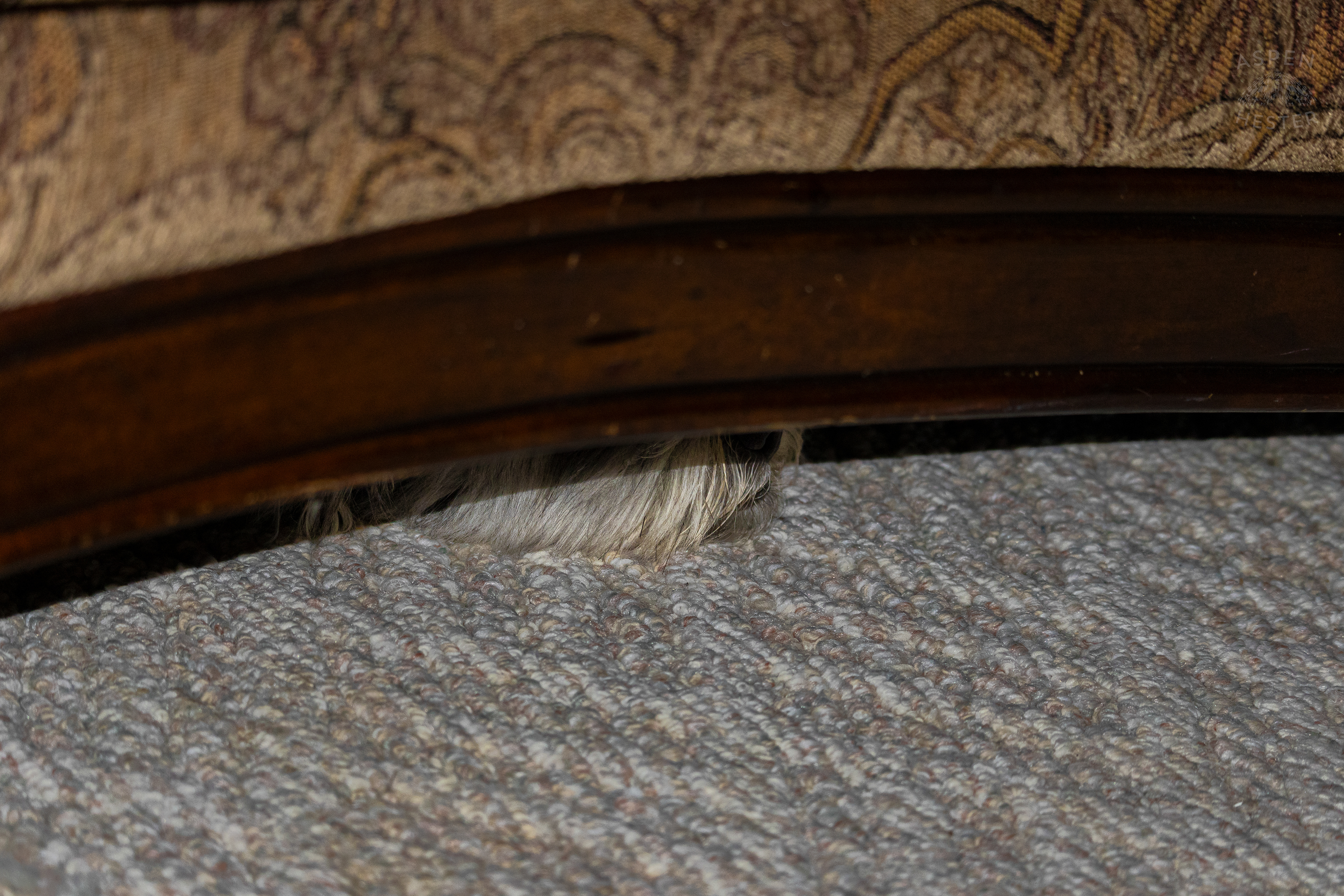My Girl Mabel Hiding From The Camera Under The Couch. November 11th, 2024/Aspen Hester
