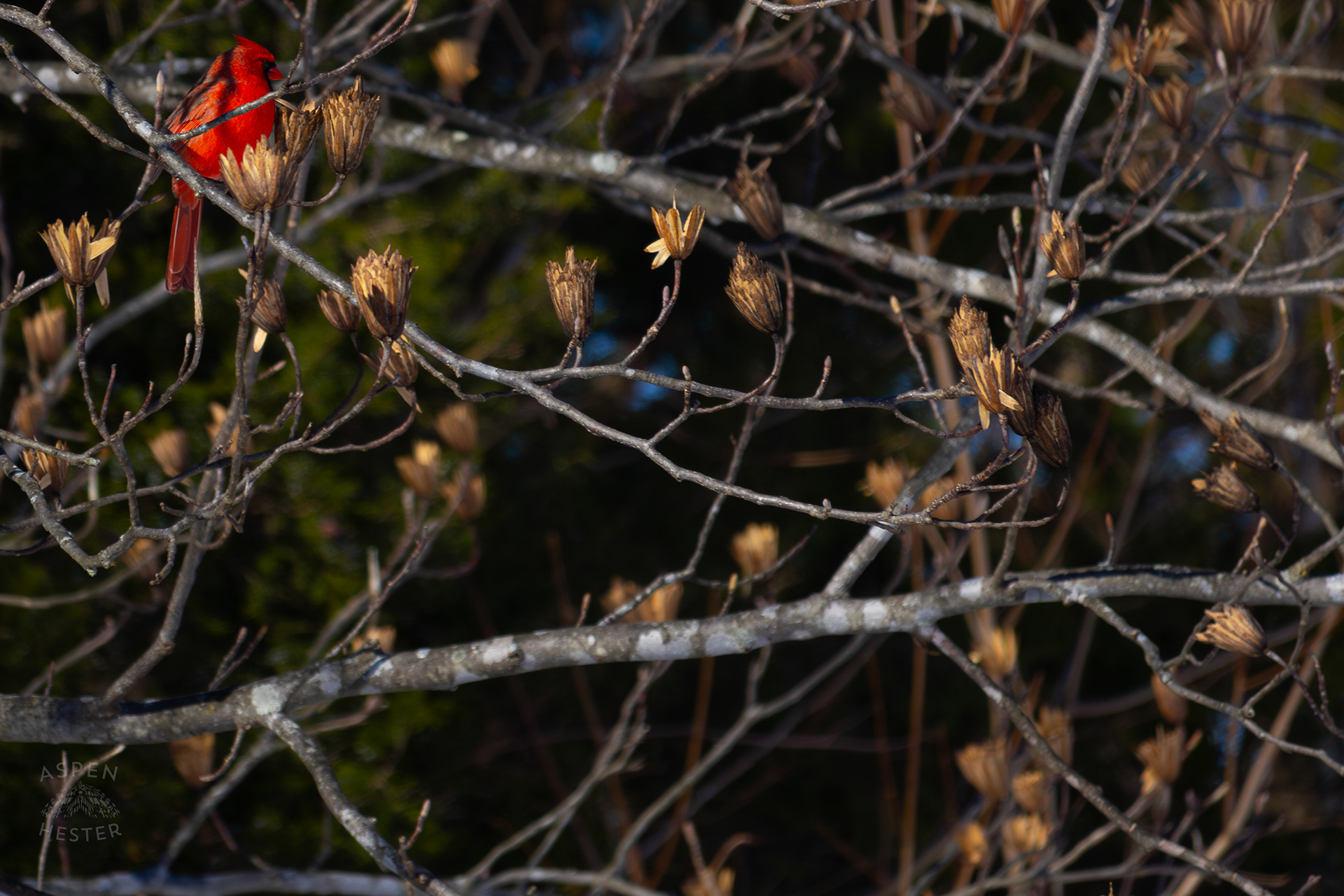 A Cardinal Sits in A Tulip Tree in my Backyard. January 13th, 2025/Aspen Hester