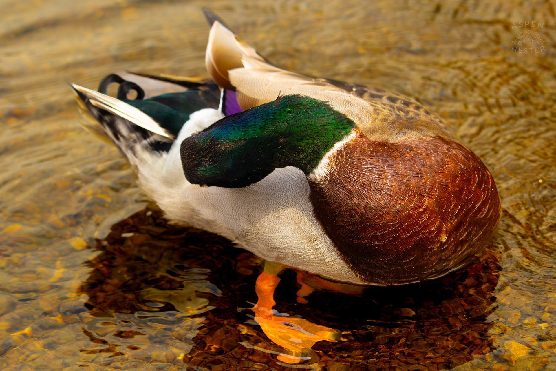 A Male Mallard Preens in The Shallows of Middle Fork Beargrass Creek Where It Runs Through Brown Park. April 14th, 2025/Aspen Hester