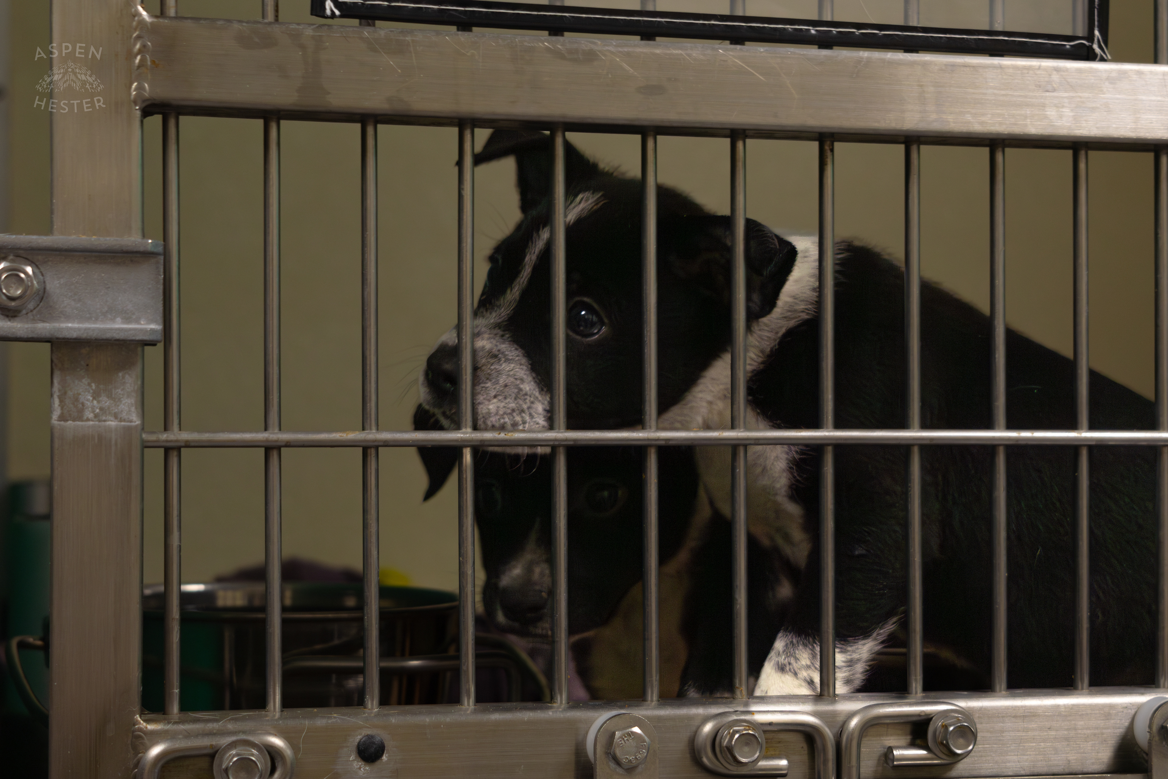 Two of The Five Puppies Abandoned On The Road Outside of Louisville Metro Animal Services. September 4th, 2024/Aspen Hester