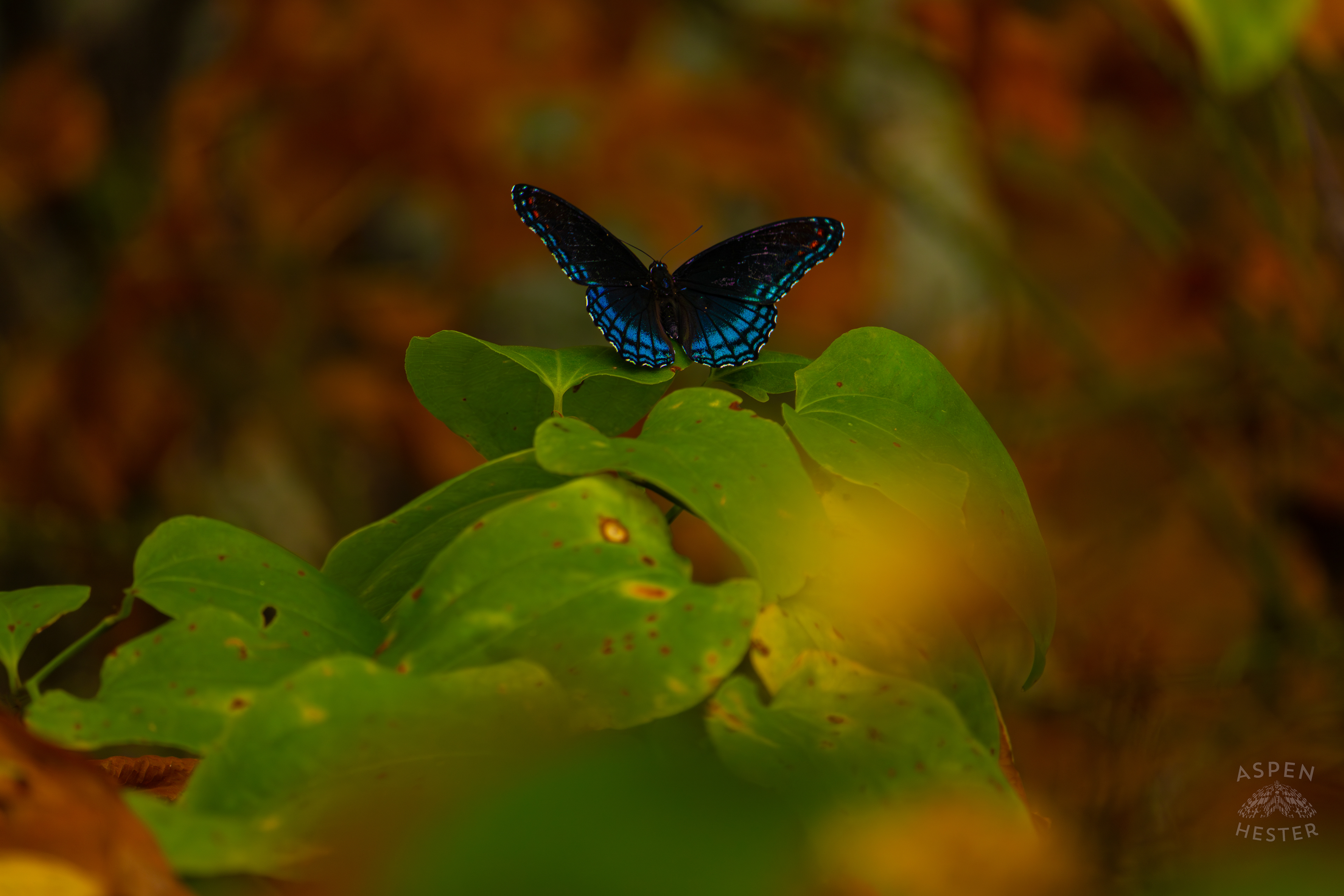 A Red-Spotted Admiral Butterfly Sits on A Bush Inside Jefferson Memorial Forest. September 3rd, 2024/Aspen Hester