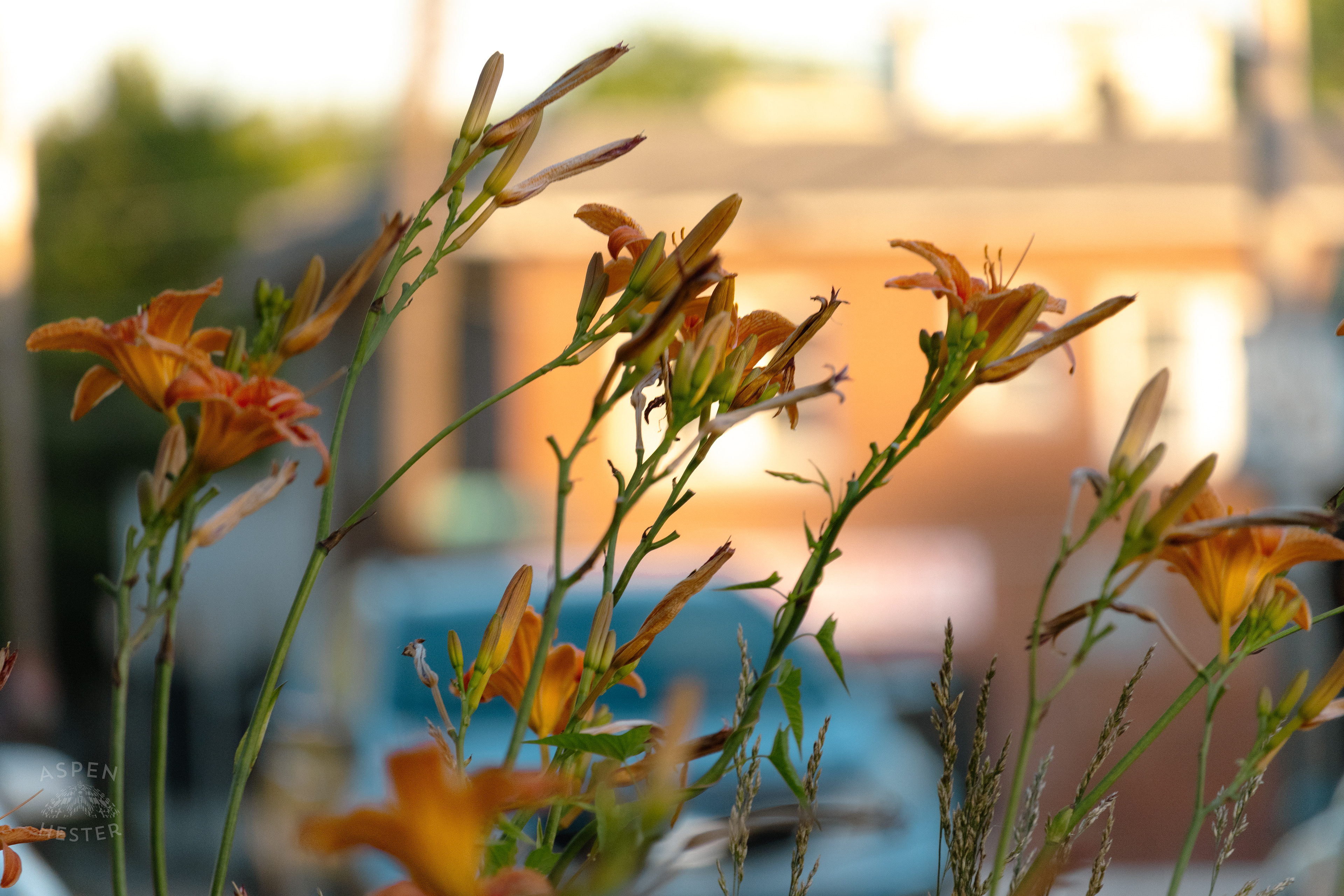 Daylilies During Golden Hour on Preston Street. May 30th, 2024/Aspen Hester 