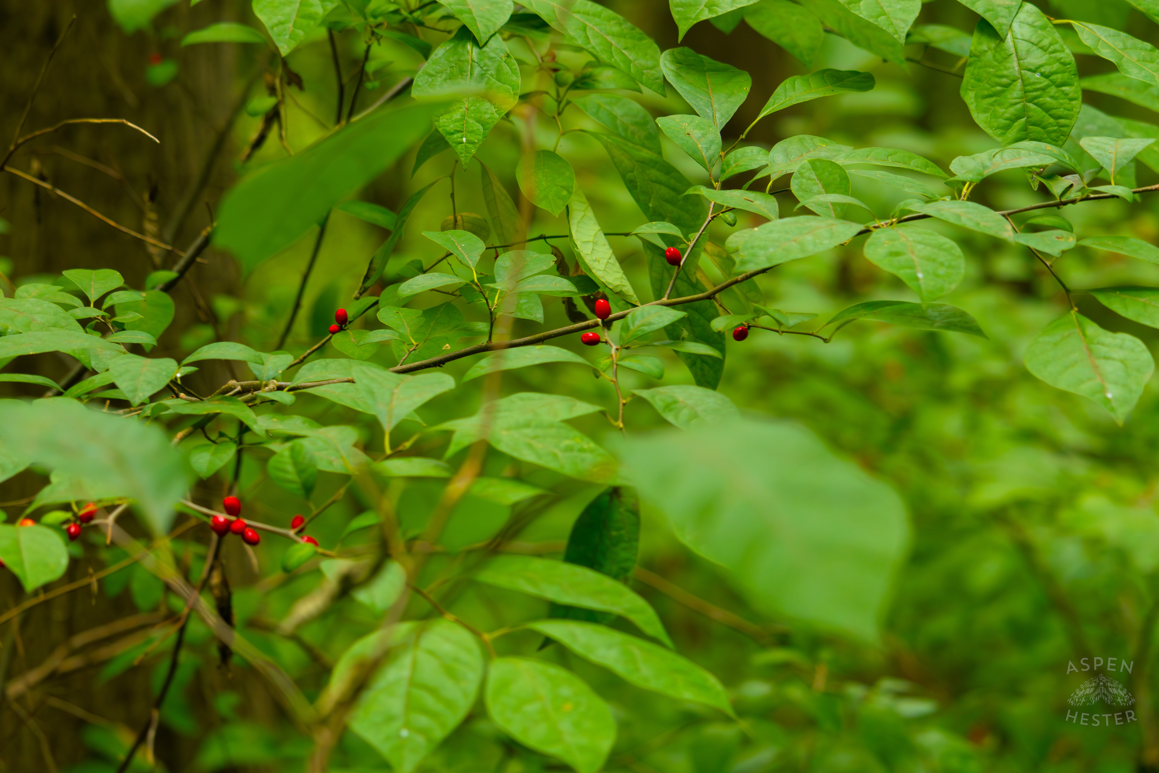 Spicebush Berries Growing Inside Jefferson Memorial Forest. September 3rd, 2024/Aspen Hester