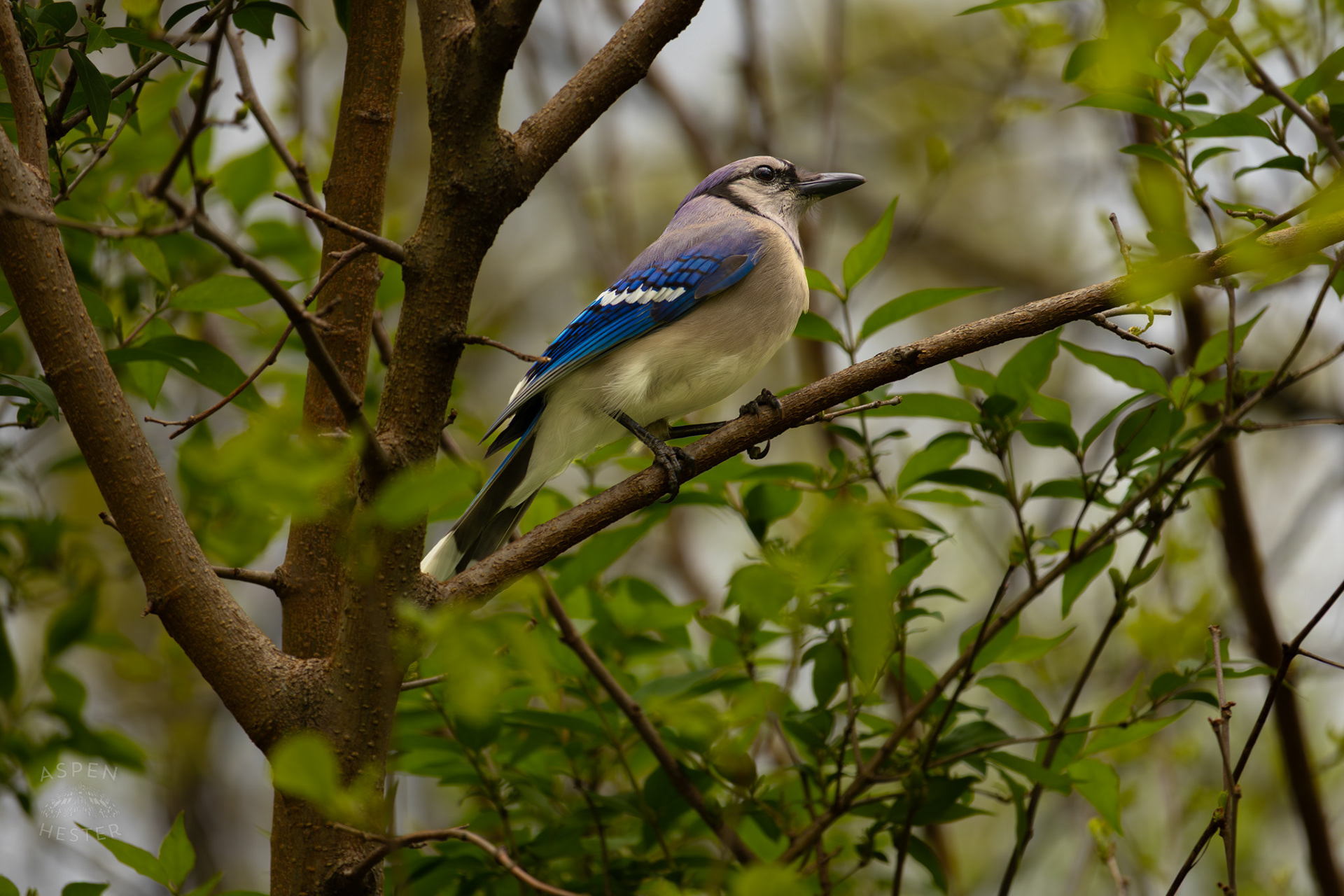 A Blue Jay Rests in The Trees of Brown Park. April 14th, 2025/Aspen Hester 